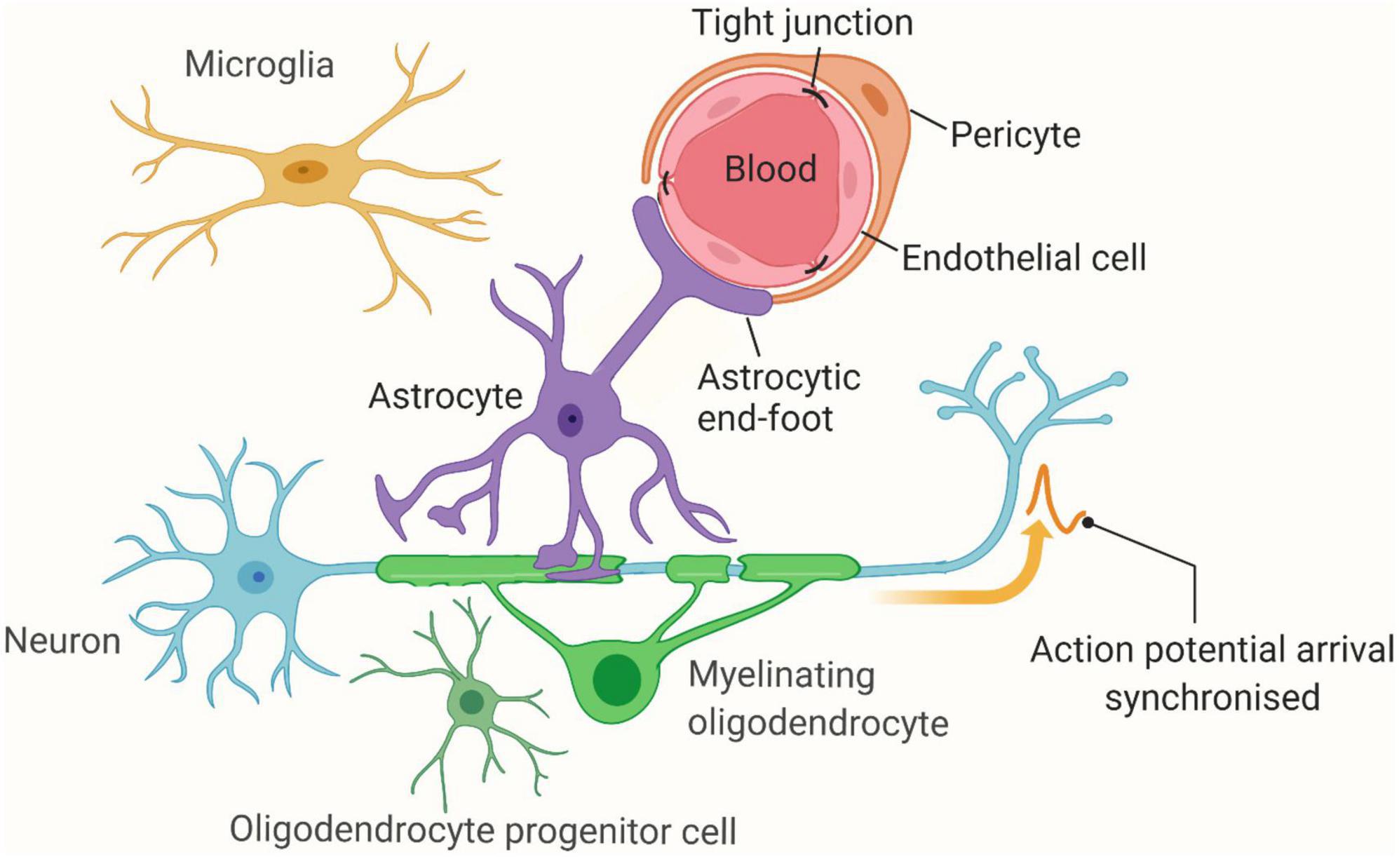 Frontiers Cerebral Small Vessel Disease Pathological Mechanisms And 