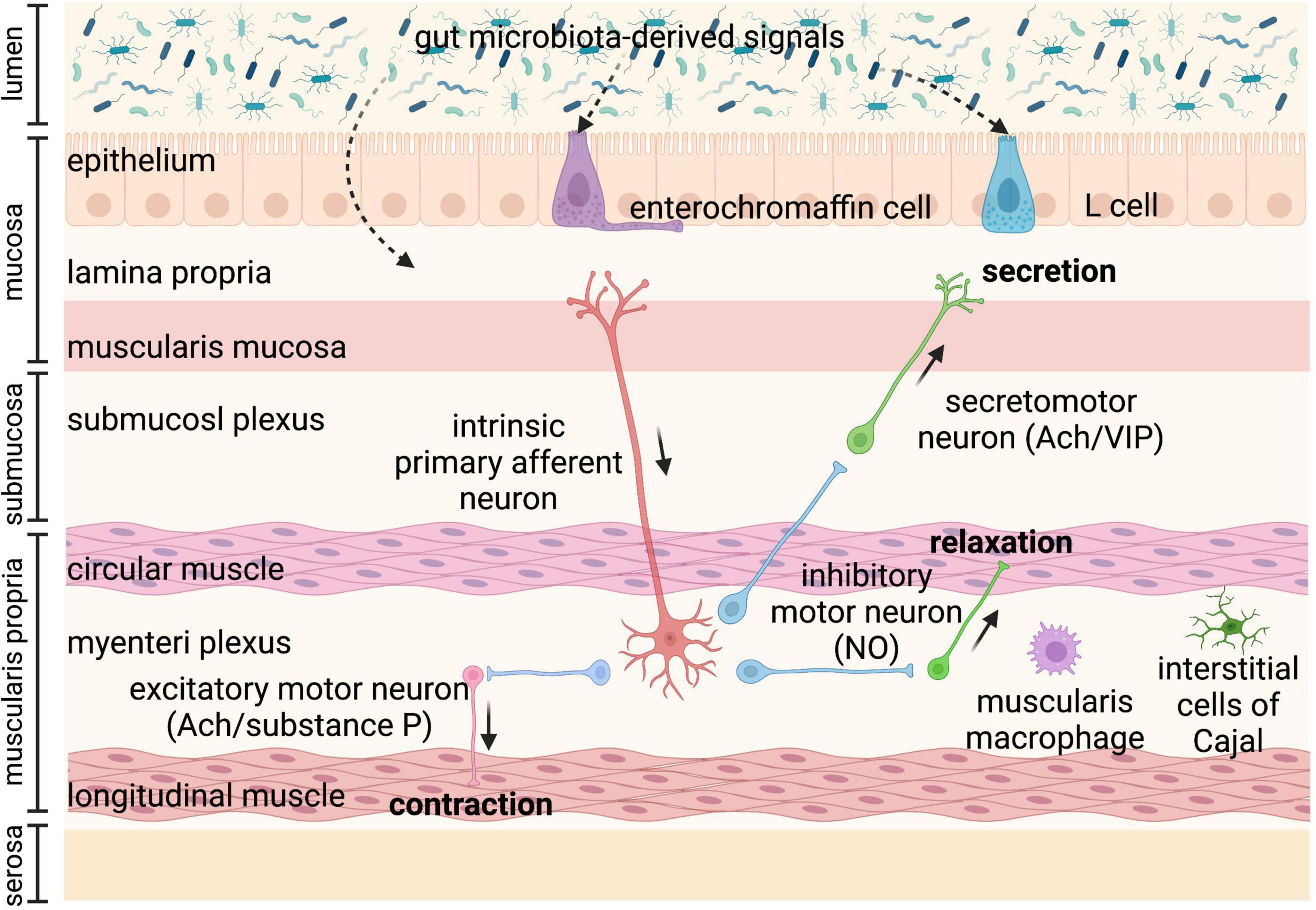 Frontiers Role Of Gut Microbiota derived Signals In The Regulation Of 