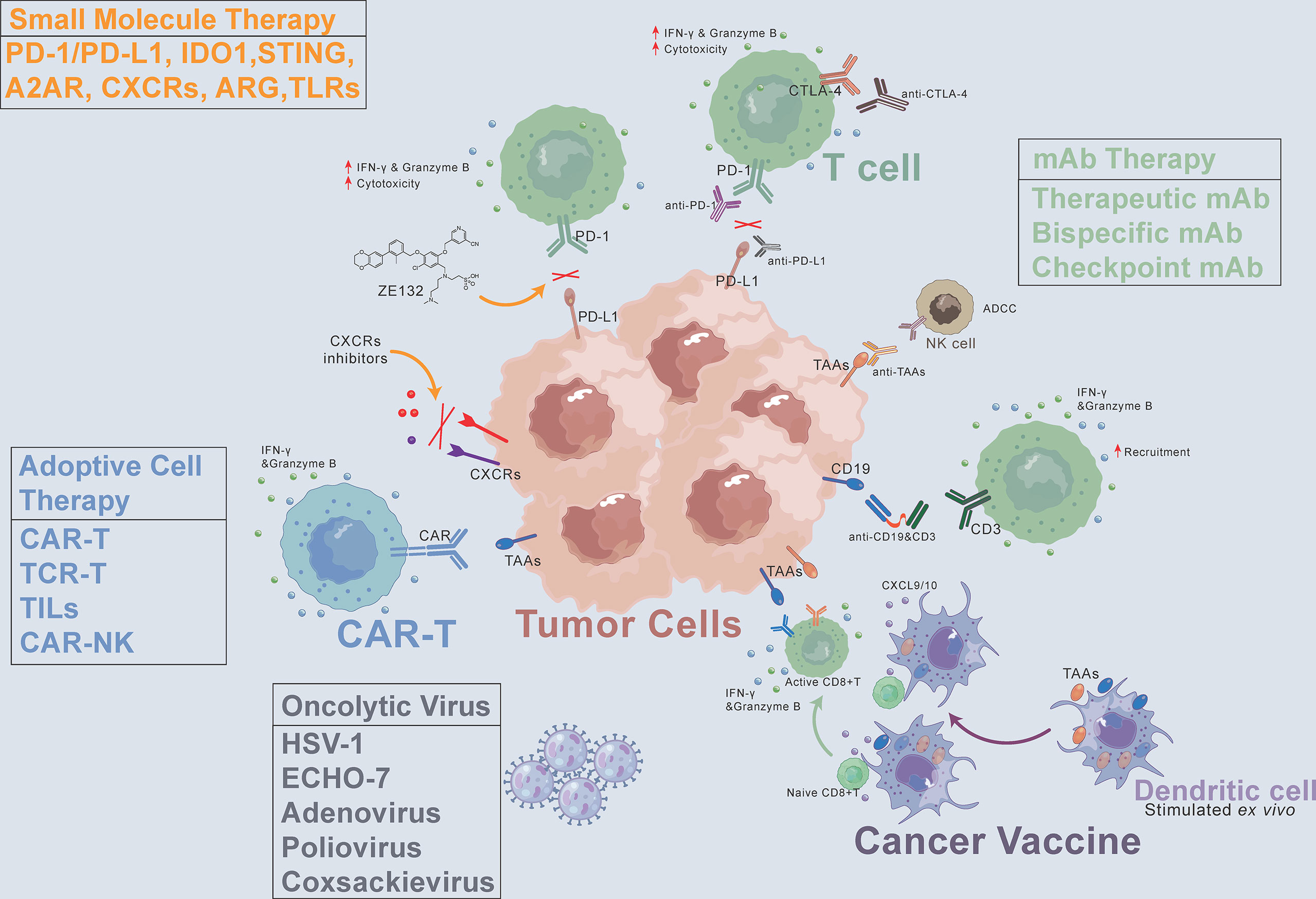 new research in cancer immunotherapy