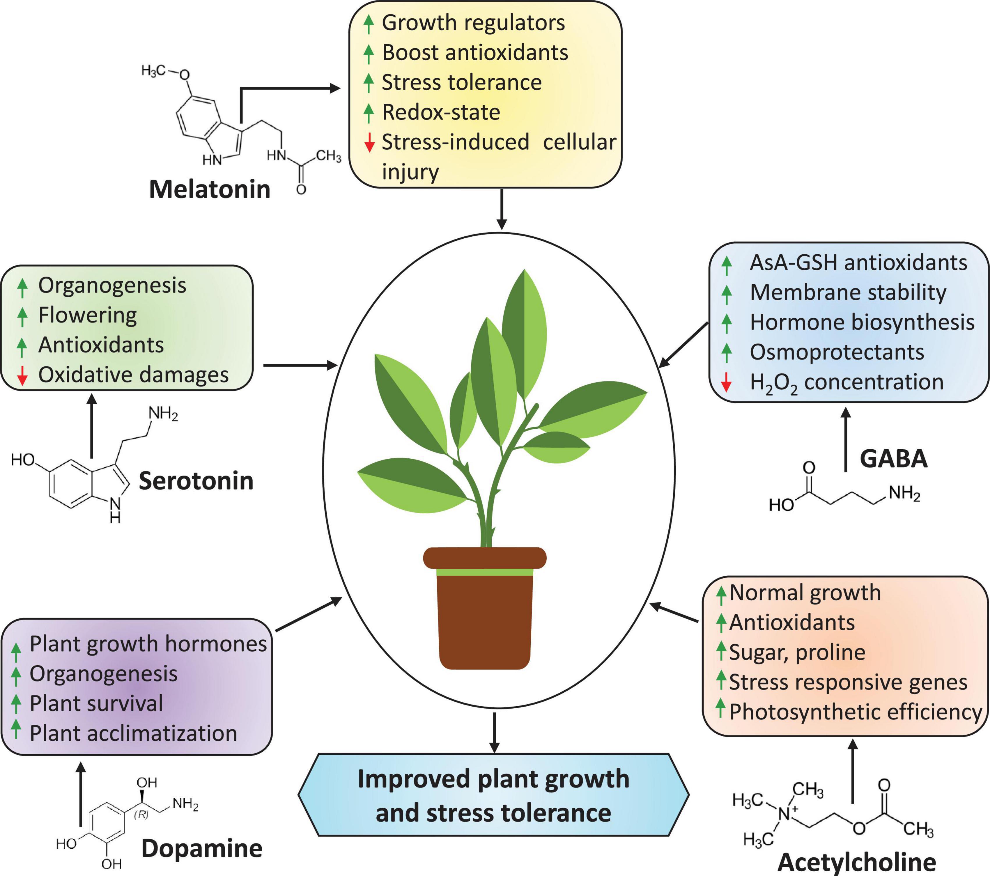 Frontiers | Plant hormones and neurotransmitter interactions mediate ...