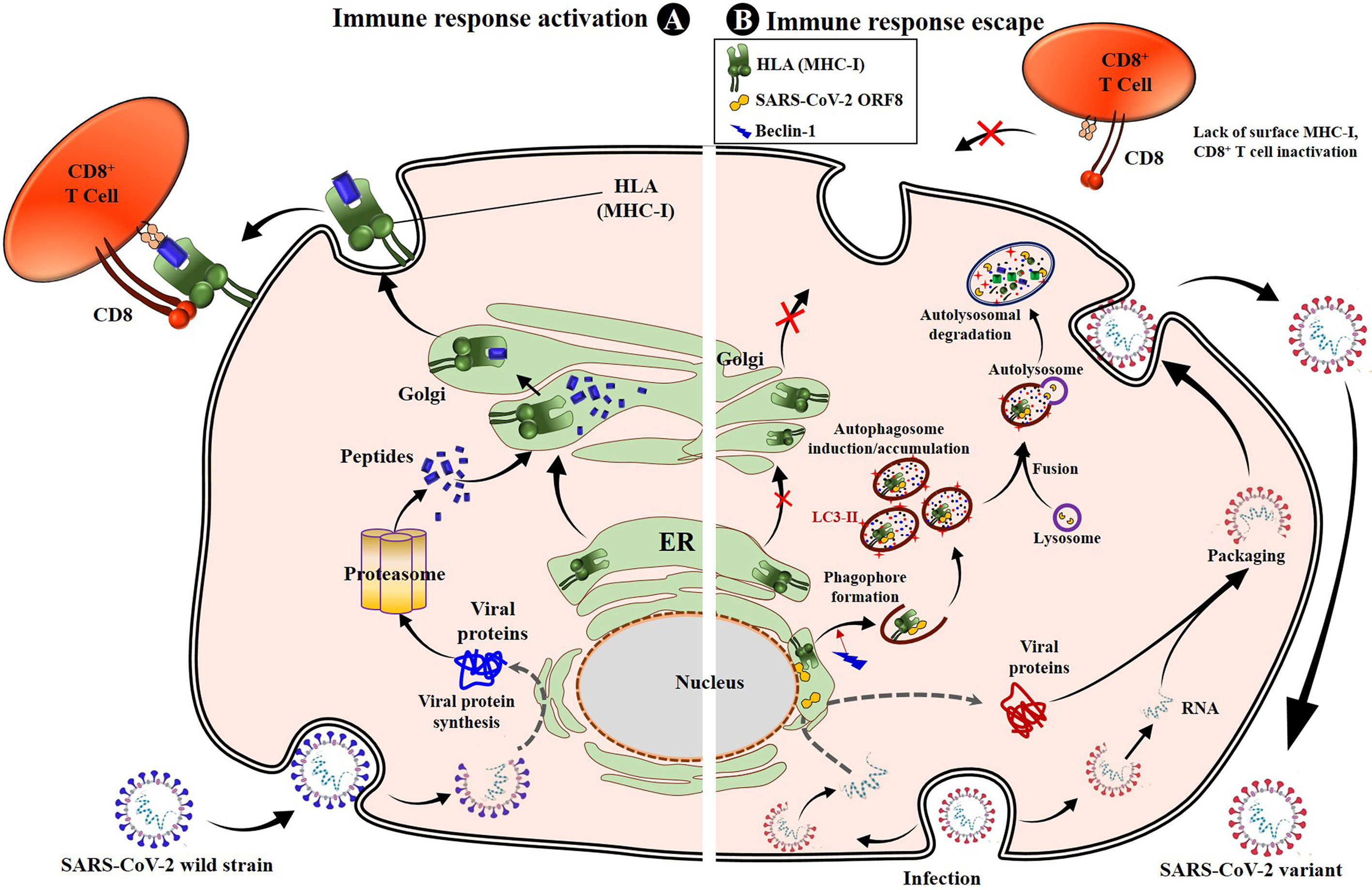SARS-CoV-2 evades natural killer cell cytotoxic responses