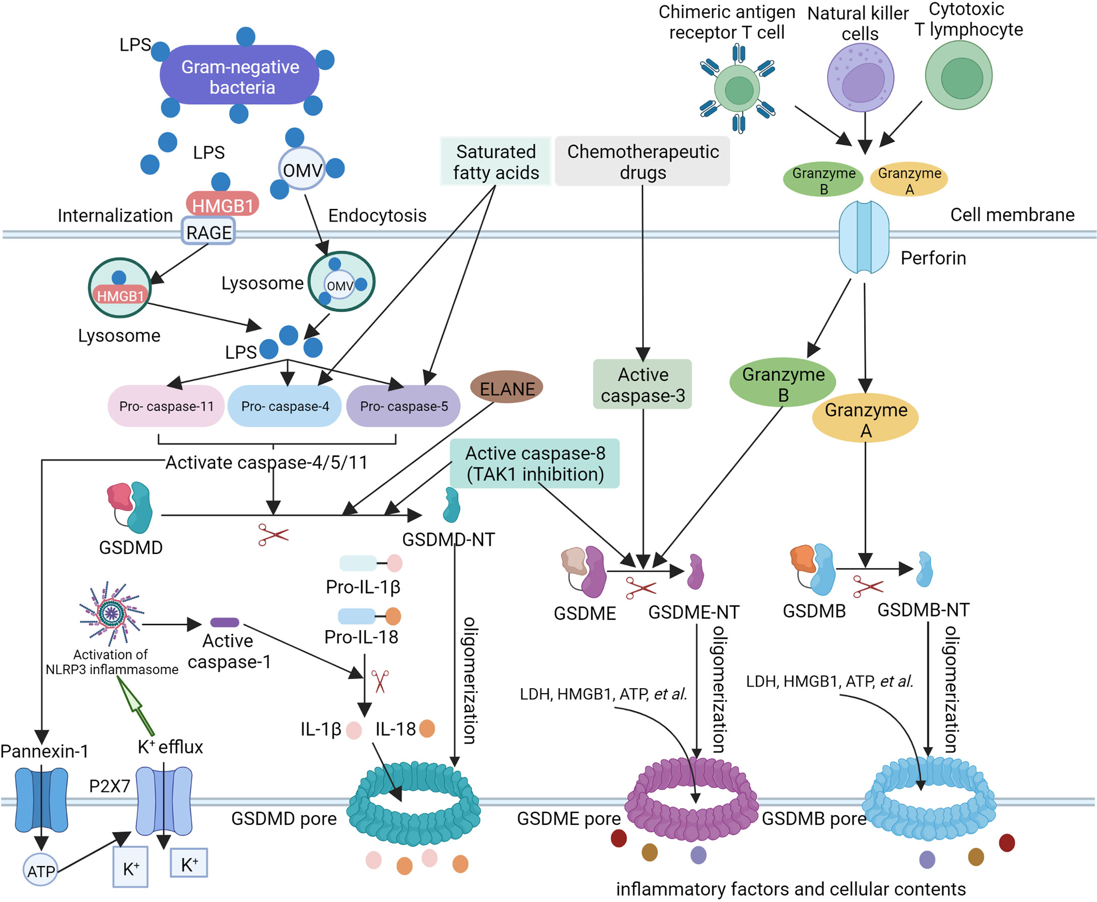 Frontiers Molecular Mechanisms And Functions Of Pyroptosis In Sepsis
