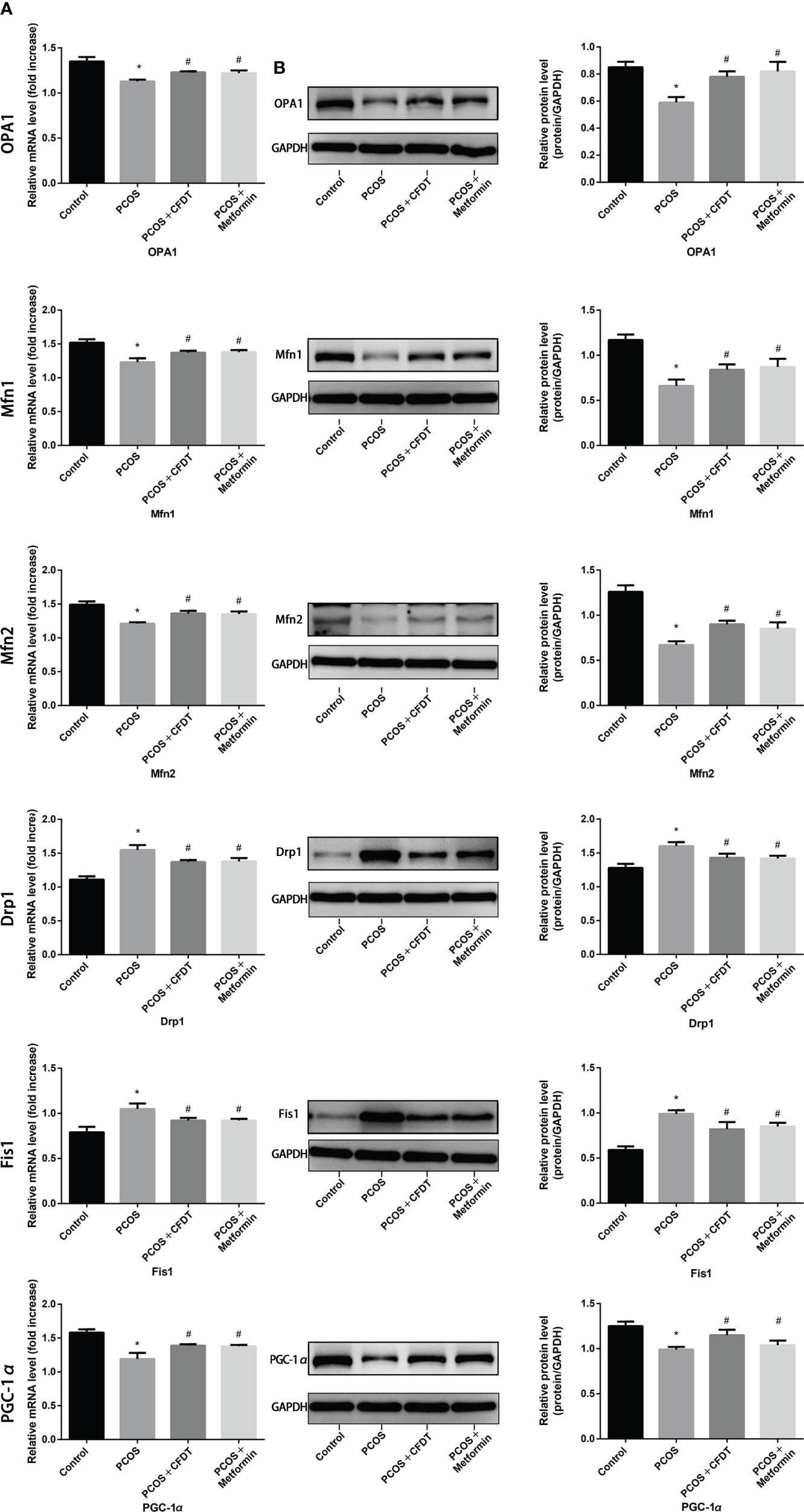 Frontiers Cangfudaotan Decoction Inhibits Mitochondria Dependent