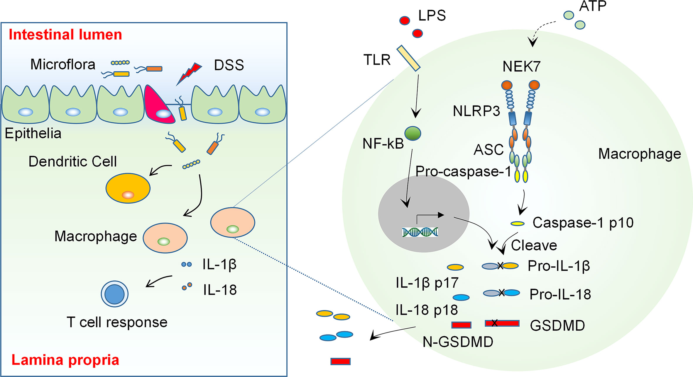 Frontiers | Inflammasome-targeting Natural Compounds In Inflammatory ...