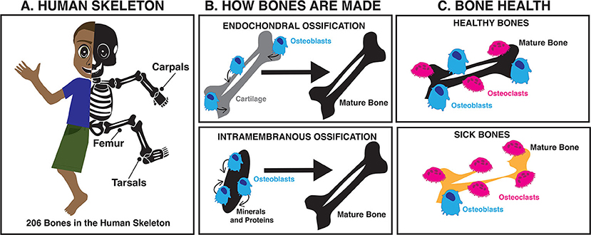 图1 - (A)人类的骨骼是由骨骼组成的，骨骼是通过一个叫做骨化的过程形成的。