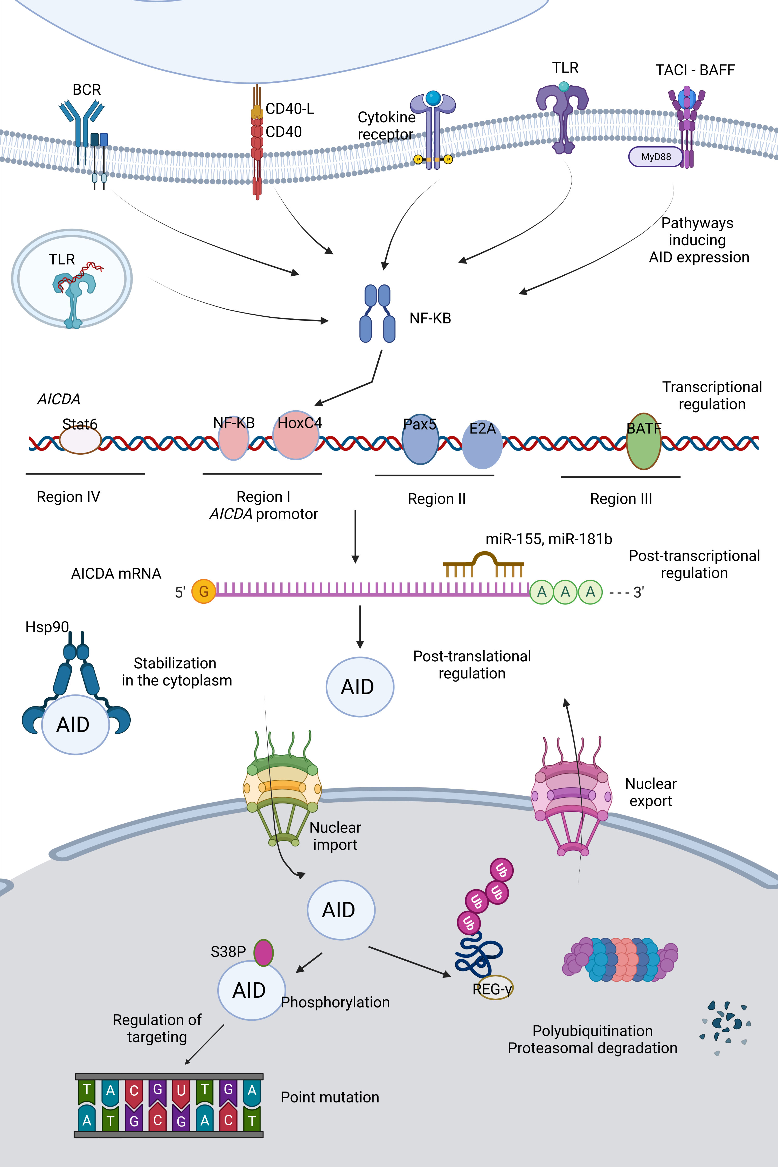 Frontiers | Activation Induced Cytidine Deaminase: An Old Friend With ...