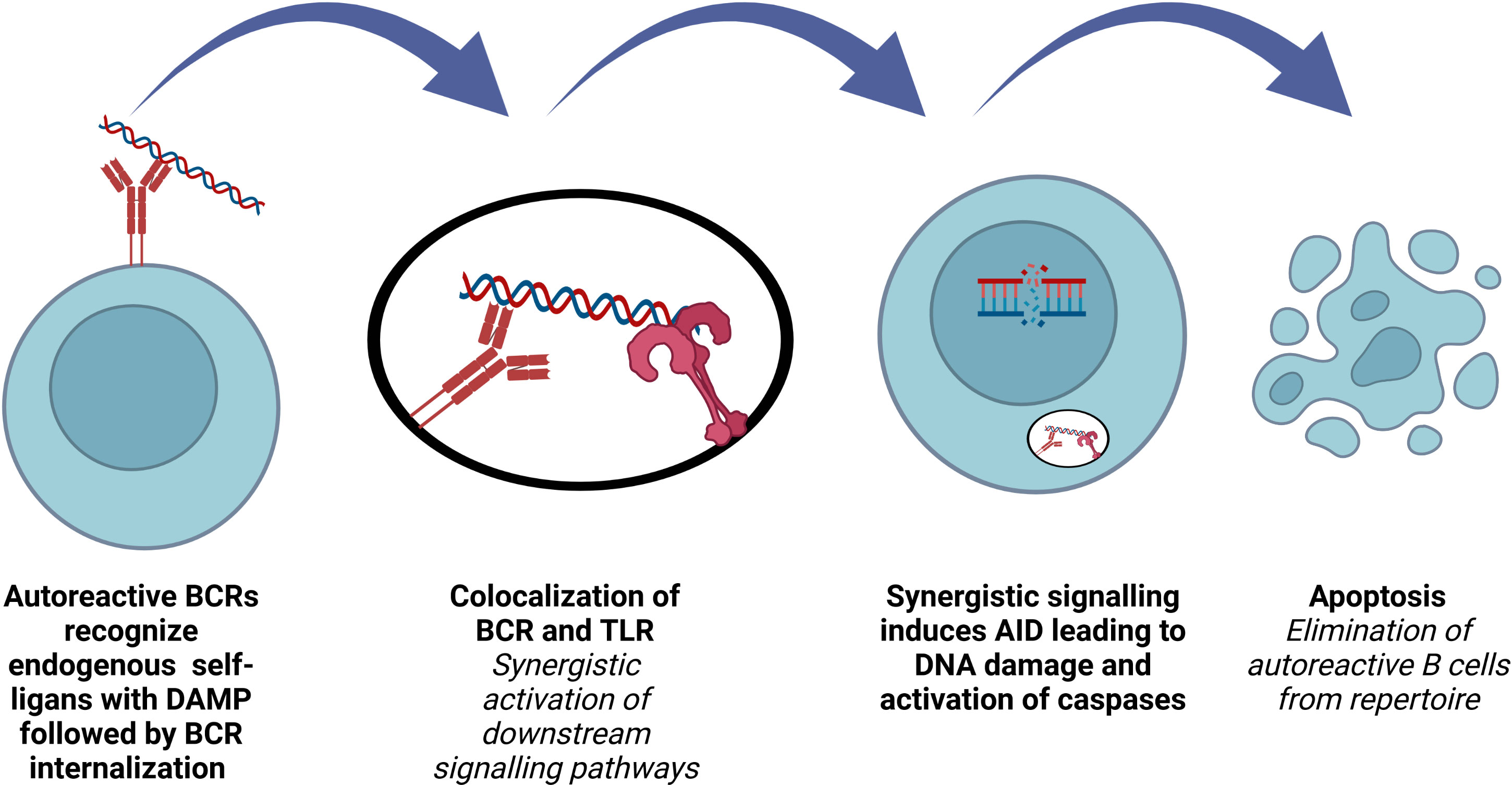 Frontiers | Activation Induced Cytidine Deaminase: An Old Friend With ...