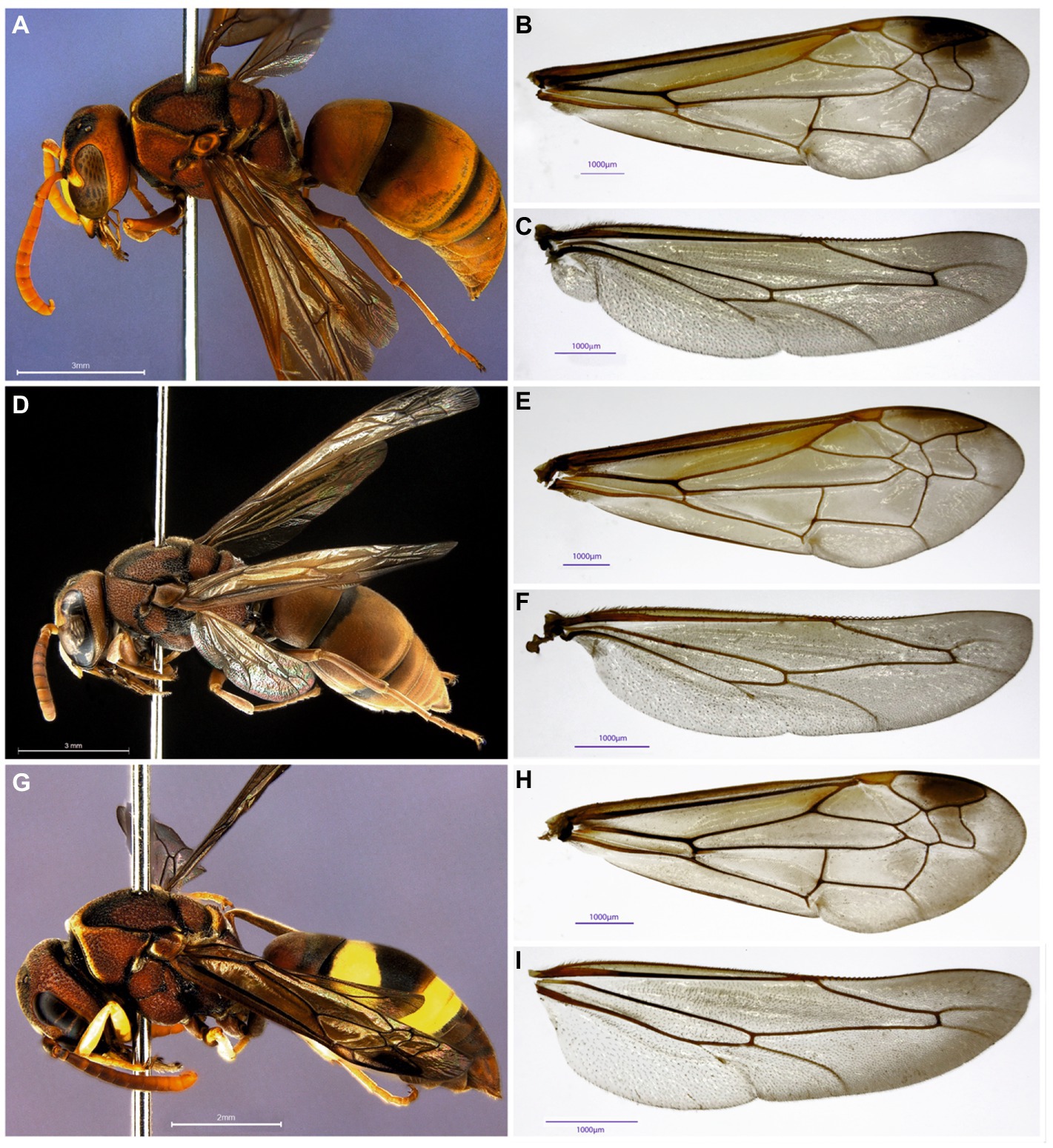 Frontiers  Species morphospace boundary revisited through wing