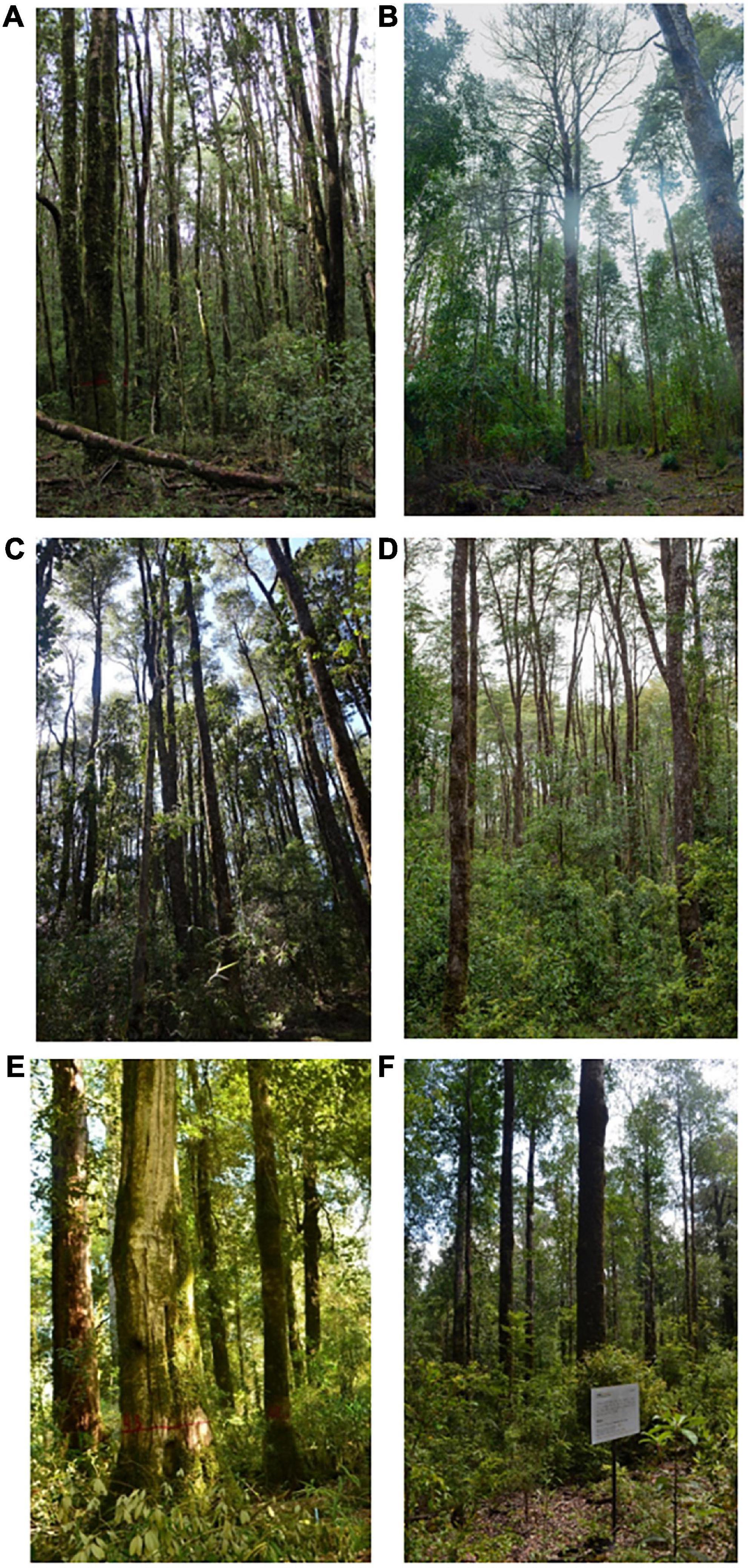 Frontiers | Present and prospects for multi-aged silviculture in ...