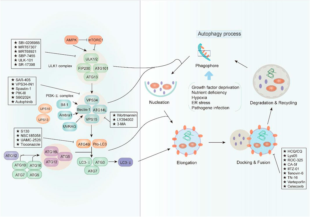 Frontiers | Inhibiting Cytoprotective Autophagy in Cancer Therapy 