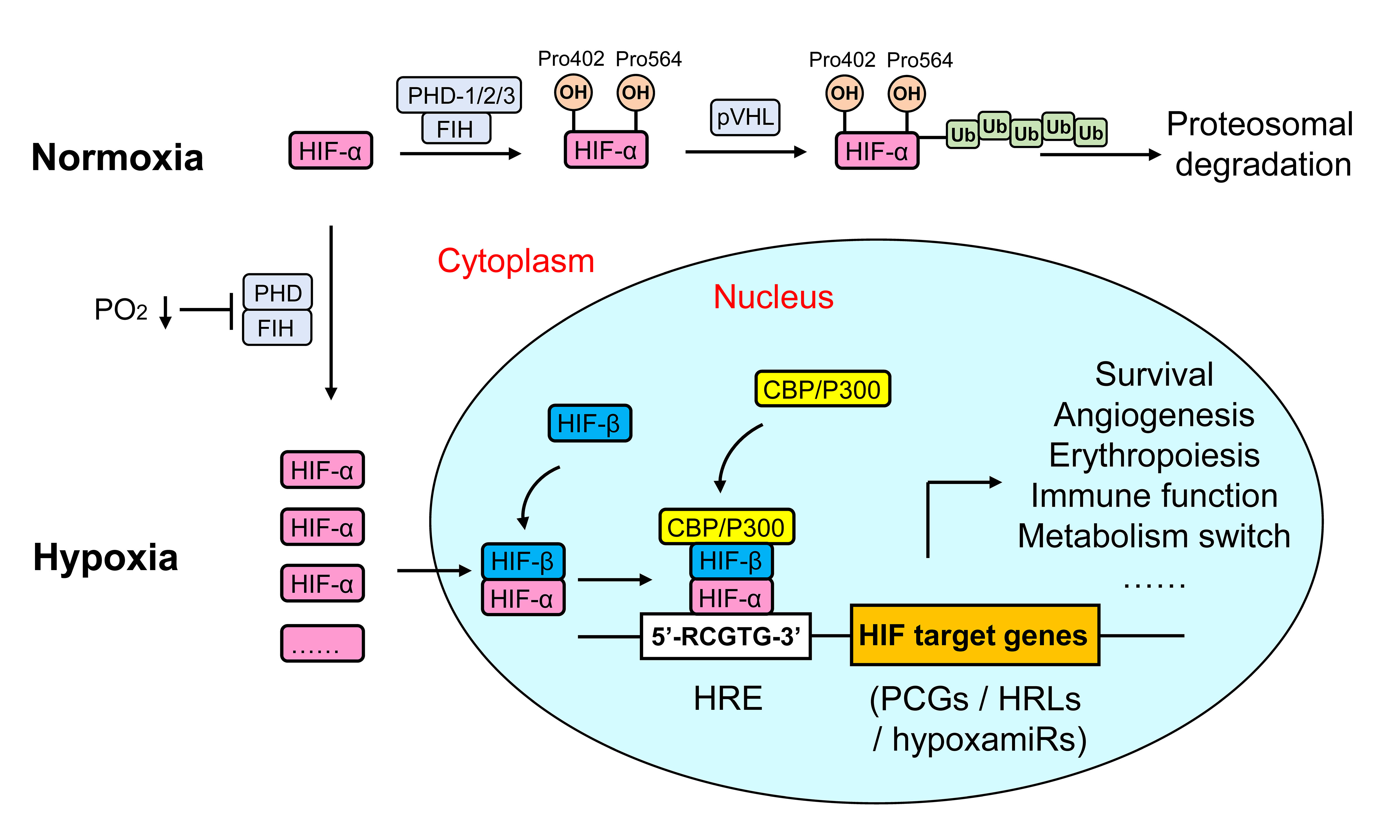 Frontiers | Hypoxia And Hypoxia-inducible Factor Signals Regulate The ...