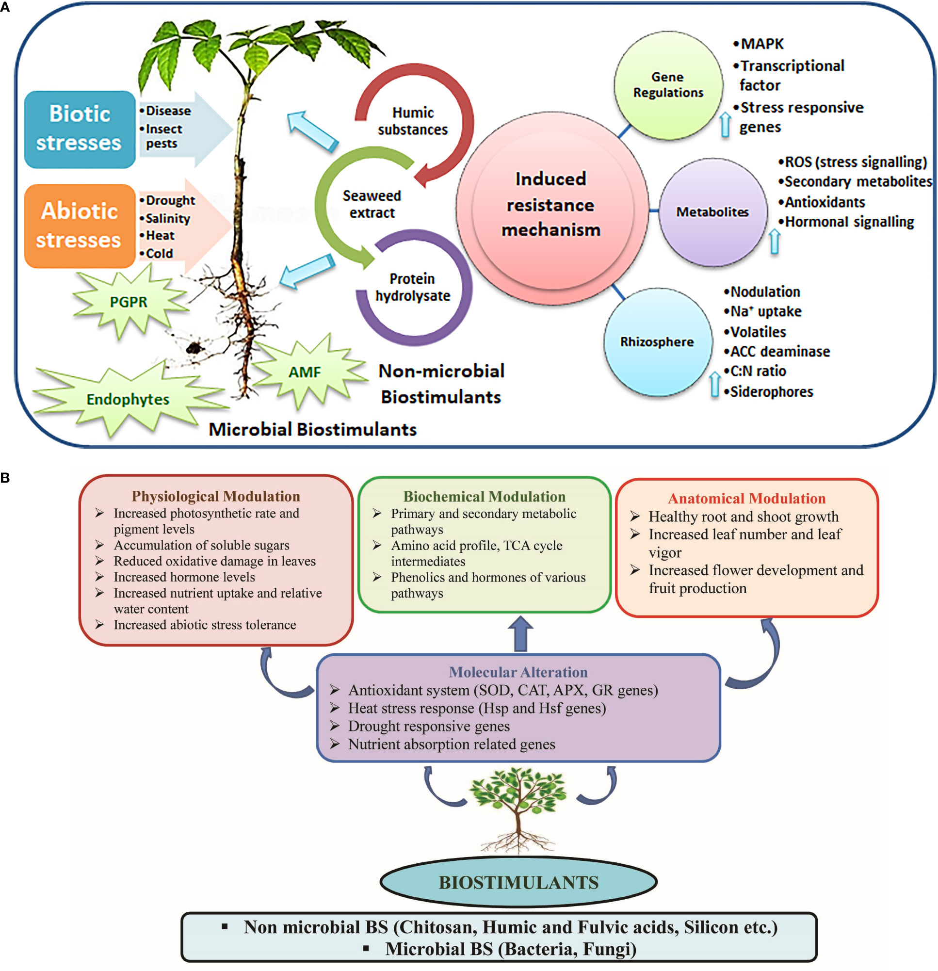 Frontiers  Role of biostimulants in mitigating the effects of