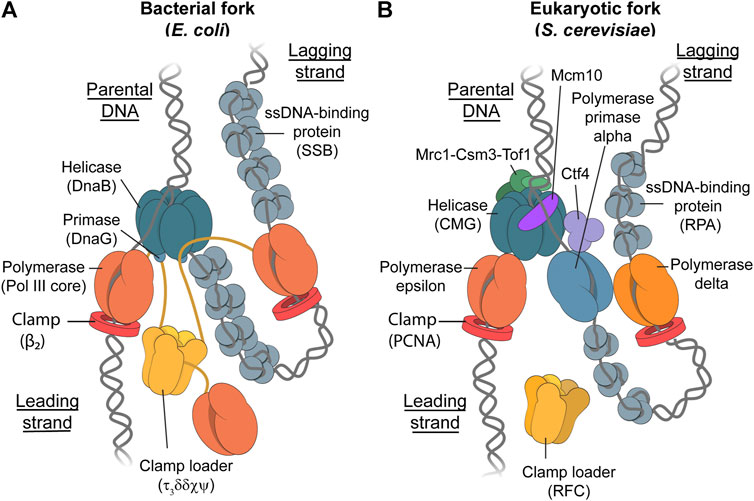 Frontiers Observing Protein Dynamics During Dna Lesion Bypass By The Replisome