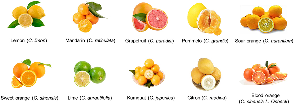 Citruses: a comparison of different oils - Tisserand Institute
