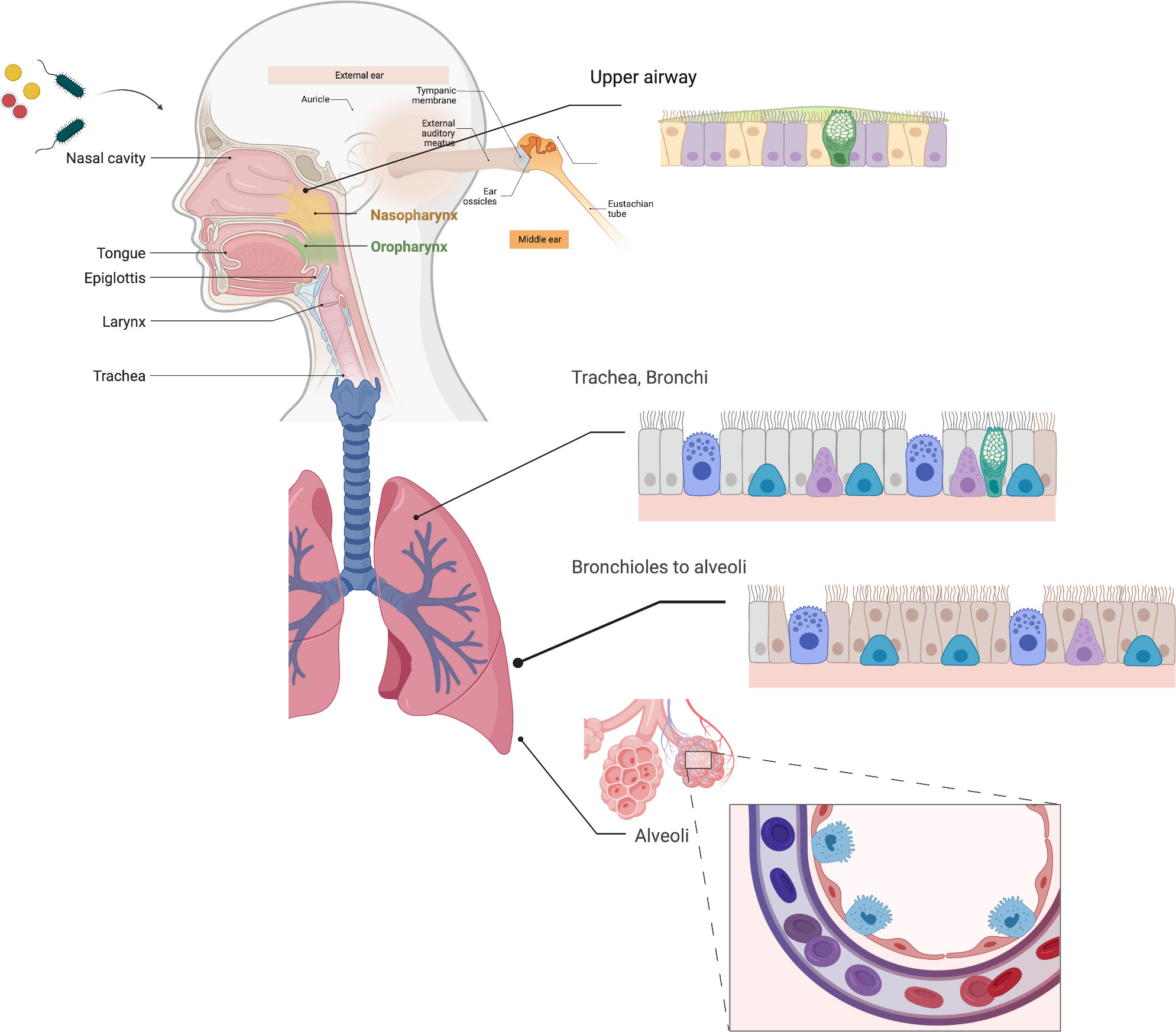 Frontiers Biofilm Aggregates And The Host Airway microbial Interface