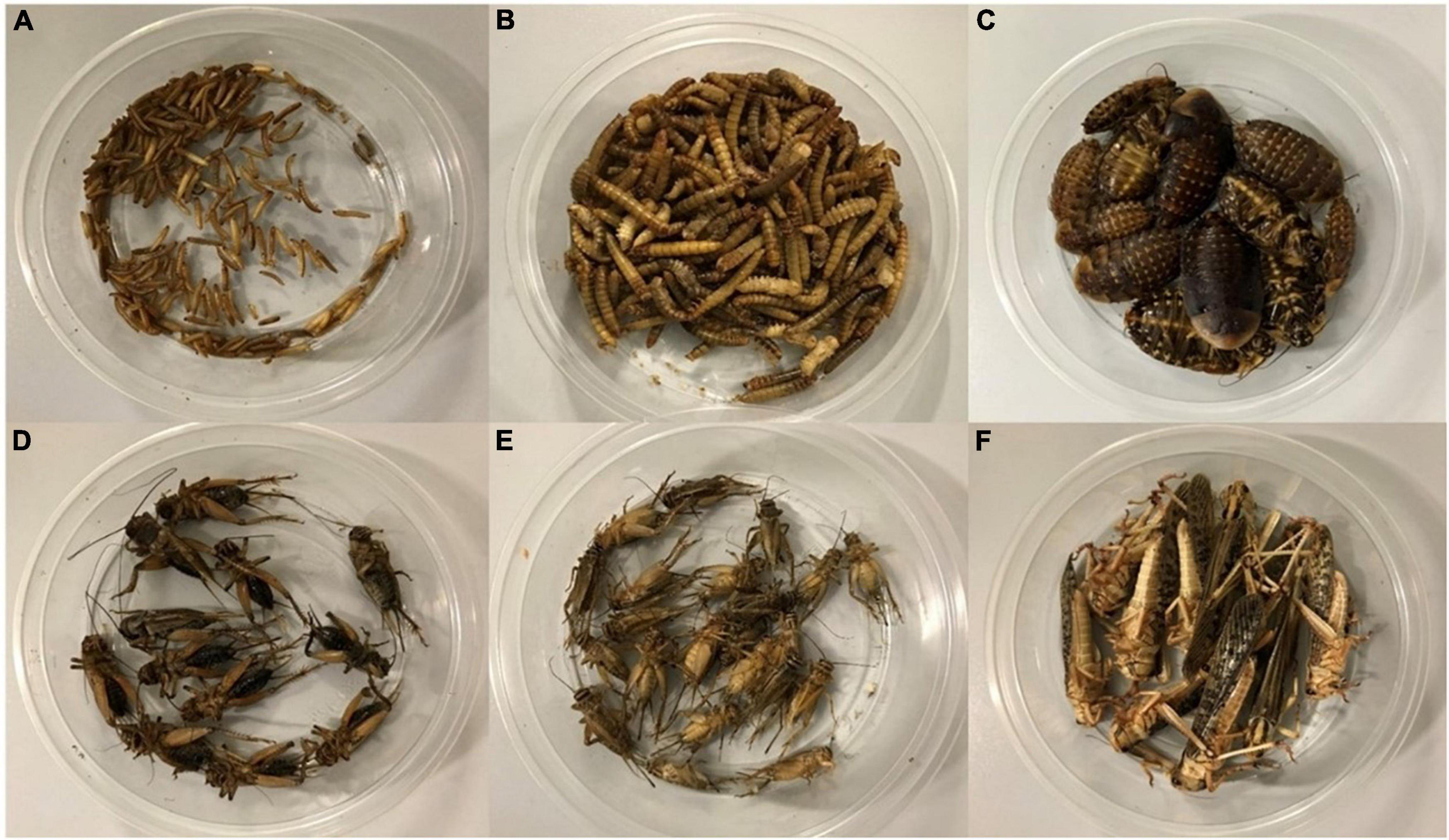 Comparison of typical feature samples from Locusta migratoria