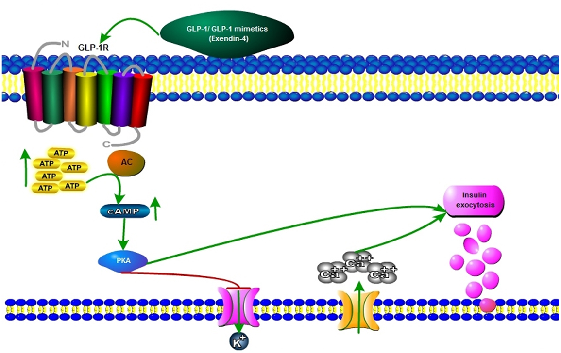 Glp 1. Insulin secretion. Агонистами рецепторов GLP-1.. GLP 1 mechanism.