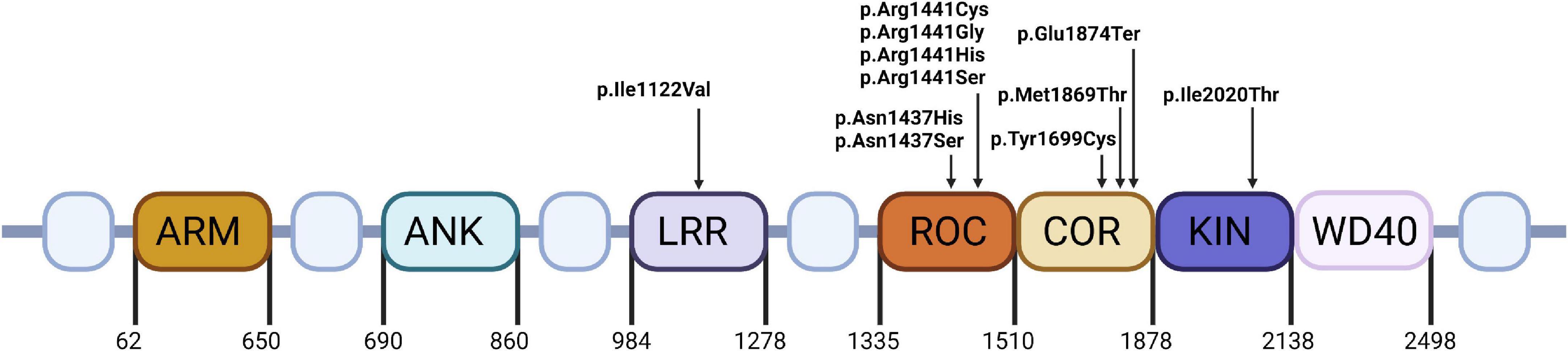 Frontiers | Review of the epidemiology and variability of LRRK2 