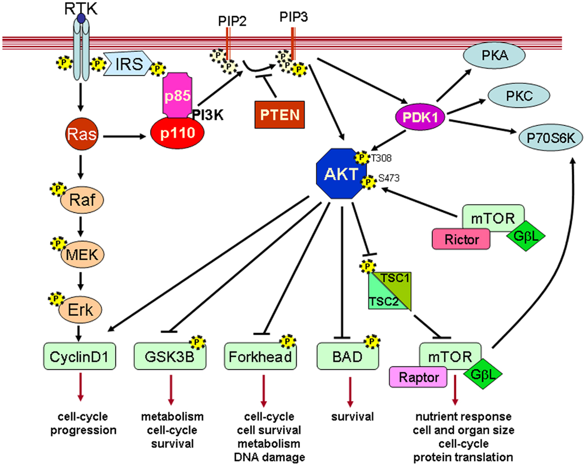 Frontiers | The PTEN/PI3K/AKT Pathway in vivo, Cancer Mouse Models ...