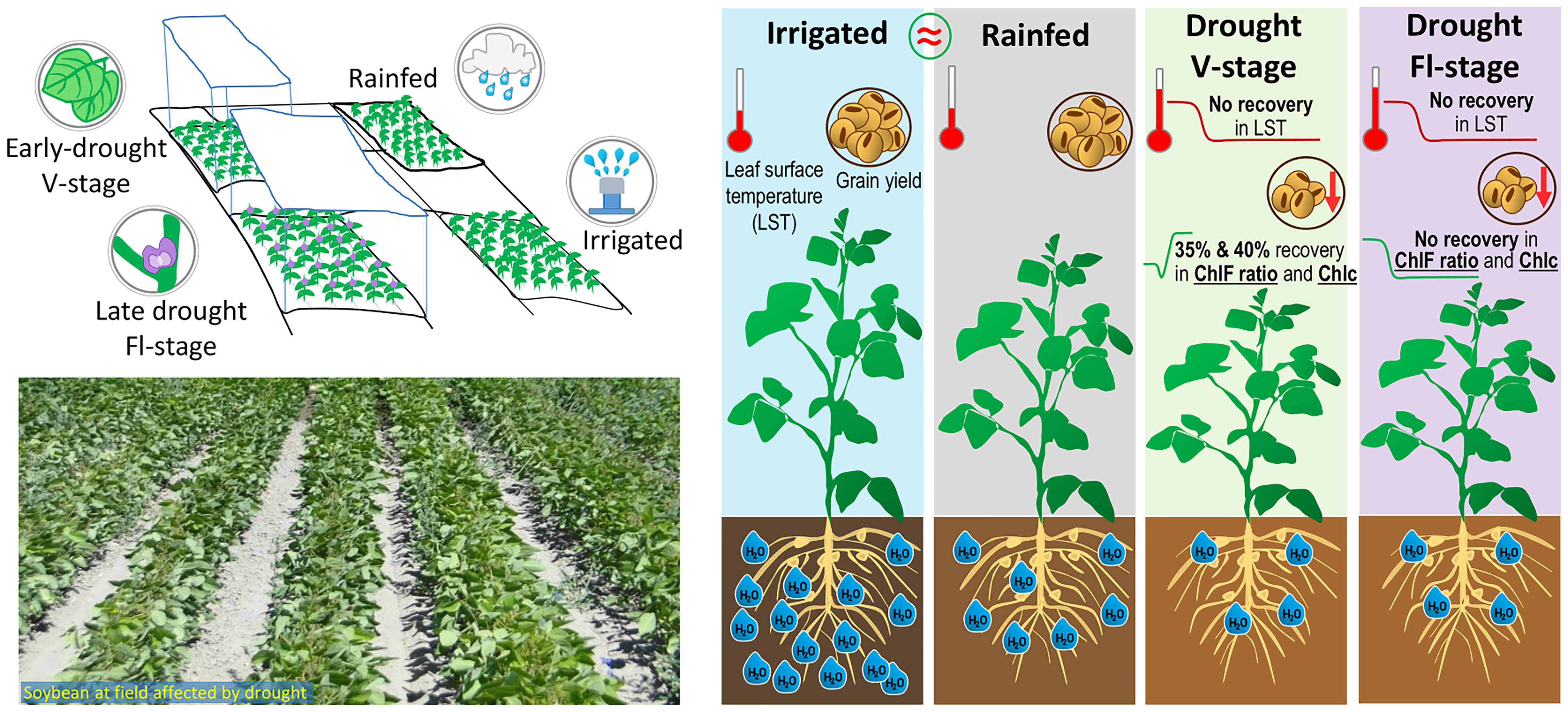 soybean plant growth stages
