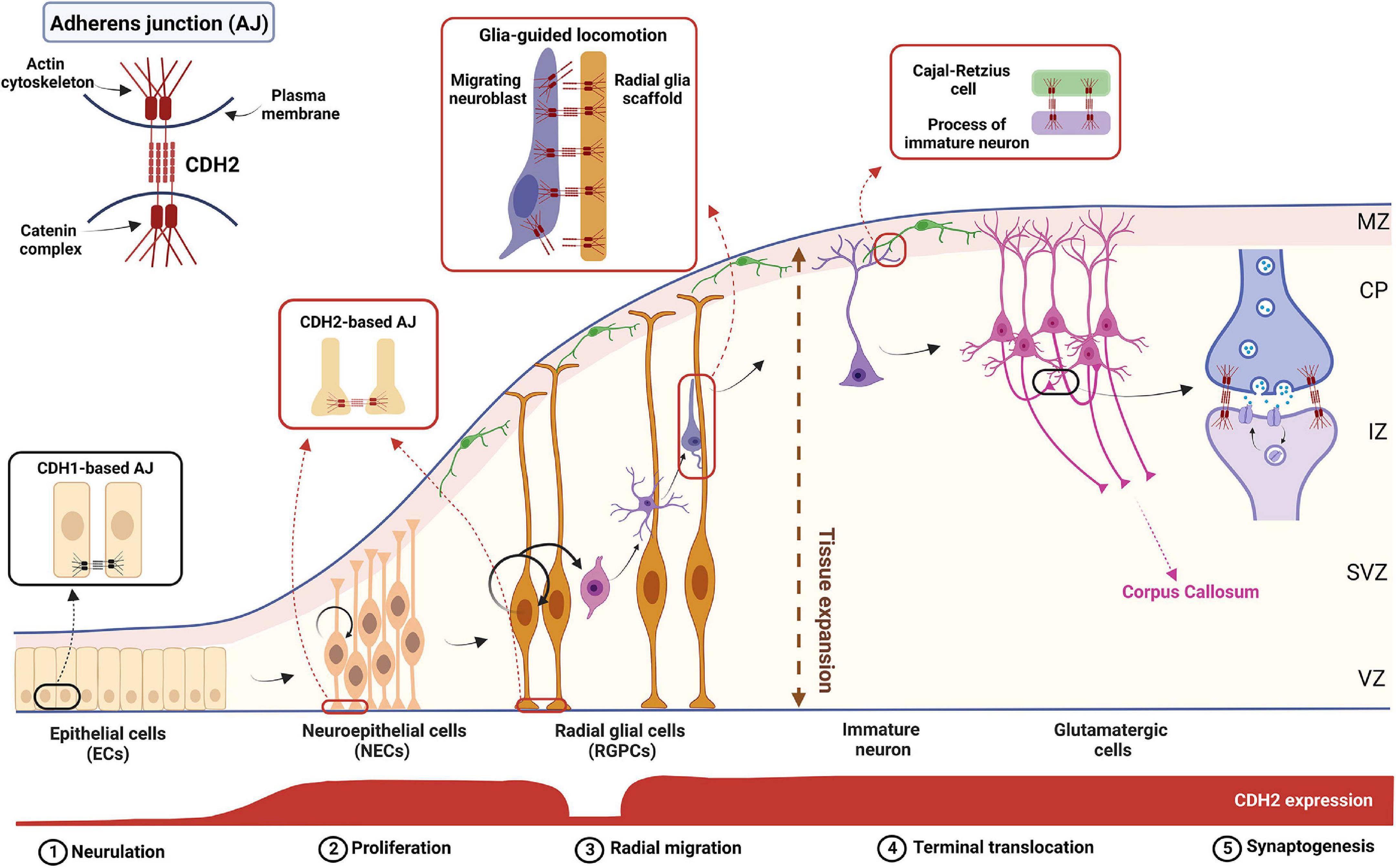 Frontiers Flying Under The Radar CDH2 N cadherin An Important Hub 