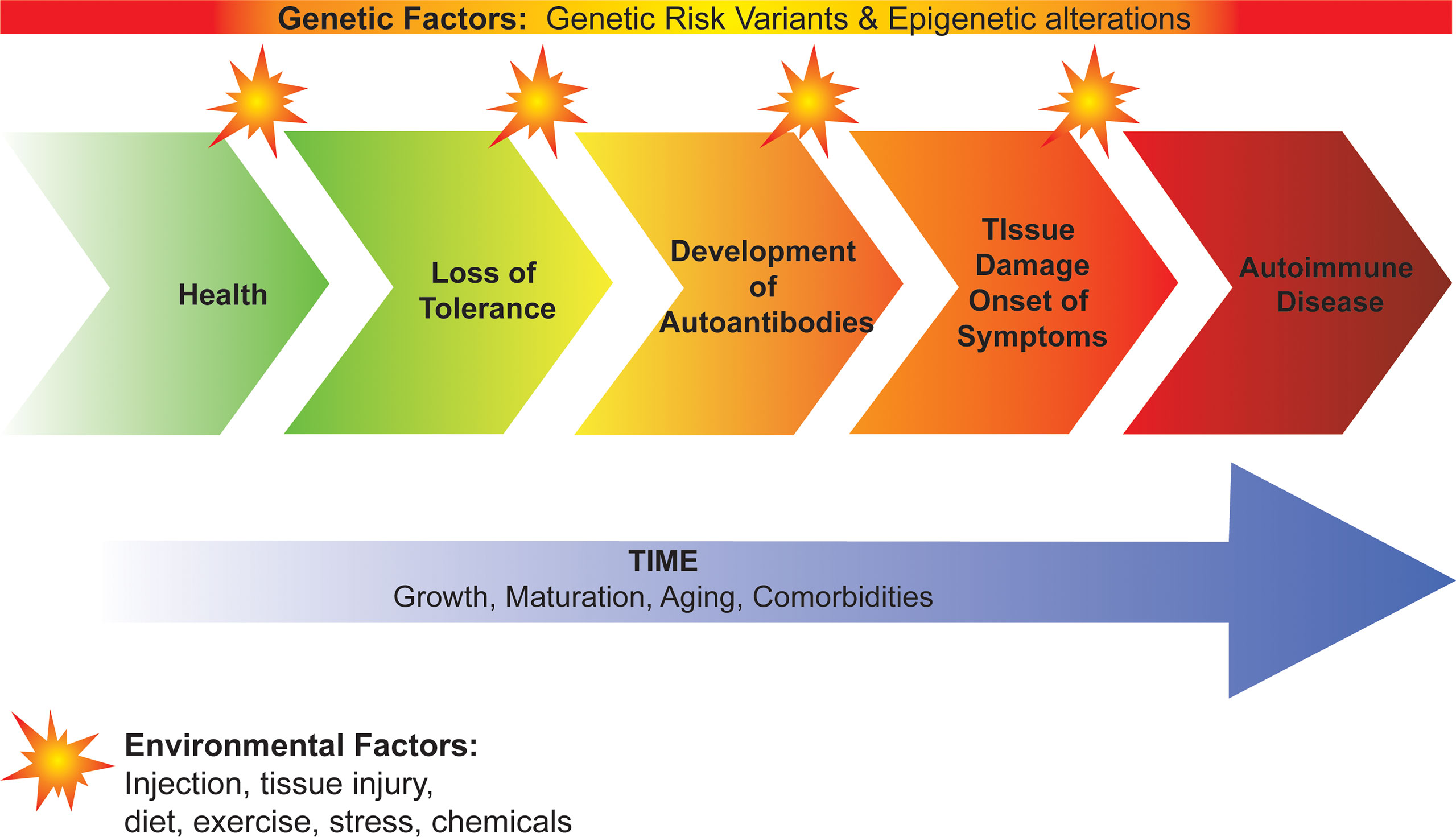 Frontiers Genetic Basis Of Defects In Immune Tolerance Underlying The 