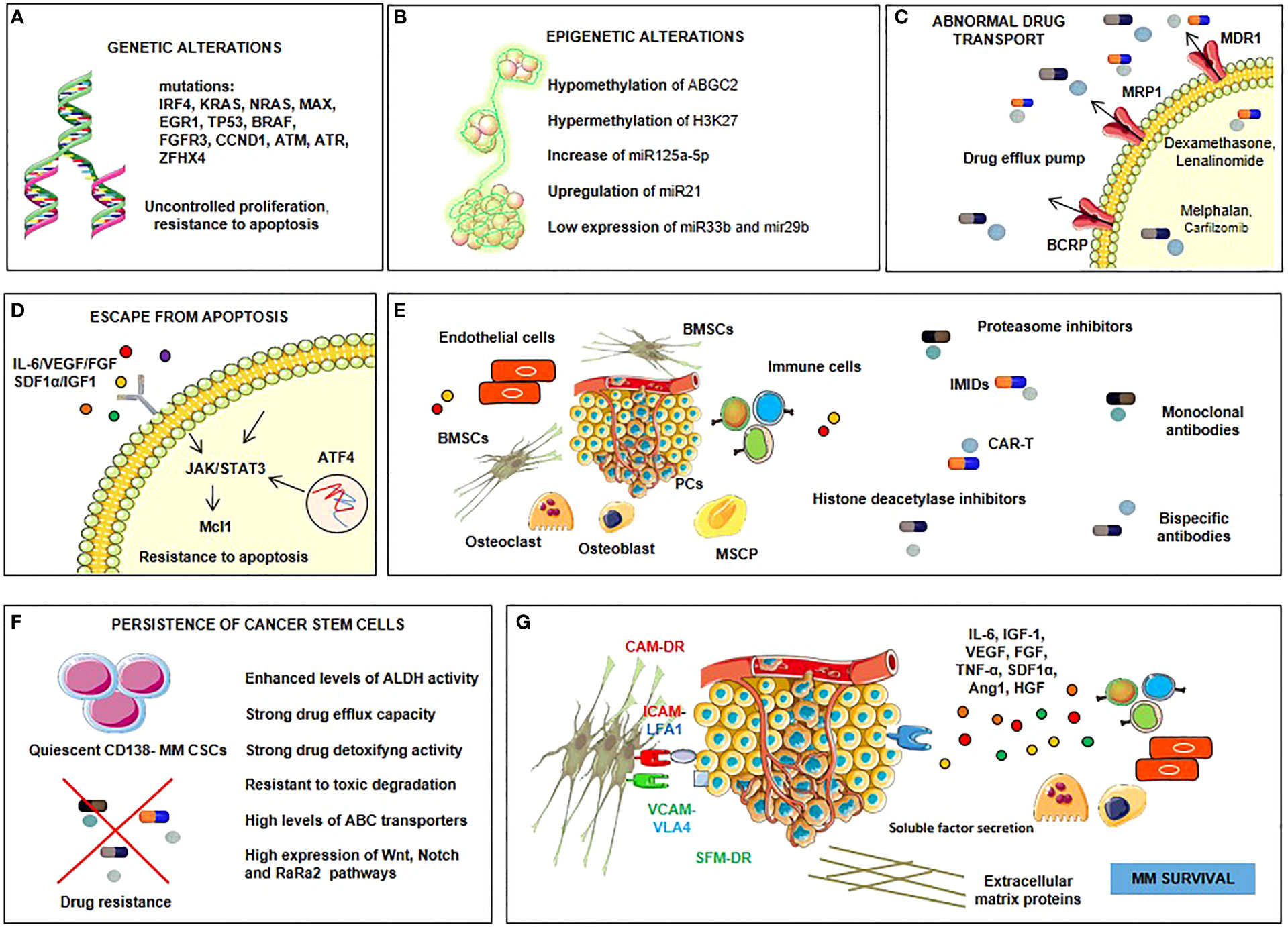 Frontiers Drug Resistance In Multiple Myeloma Soldiers And Weapons 