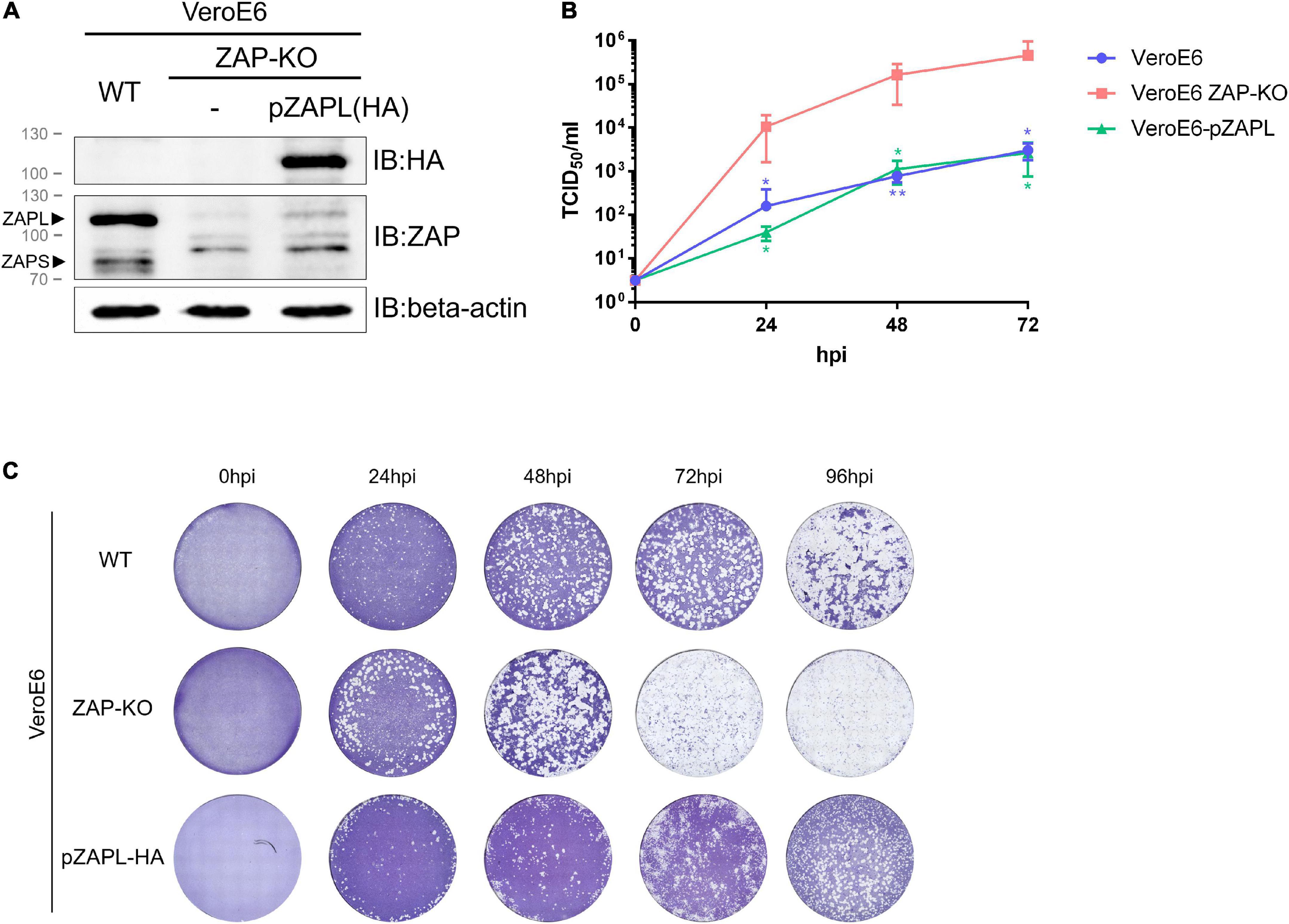 Frontiers Zinc Finger Antiviral Protein Mediated Inhibition Of   Fmicb 13 975632 G001 