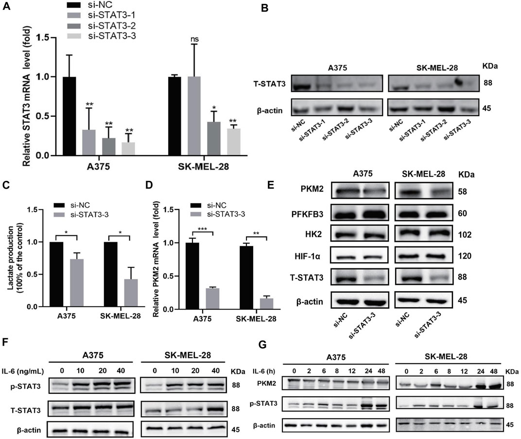 Frontiers | WZB117 enhanced the anti-tumor effect of apatinib