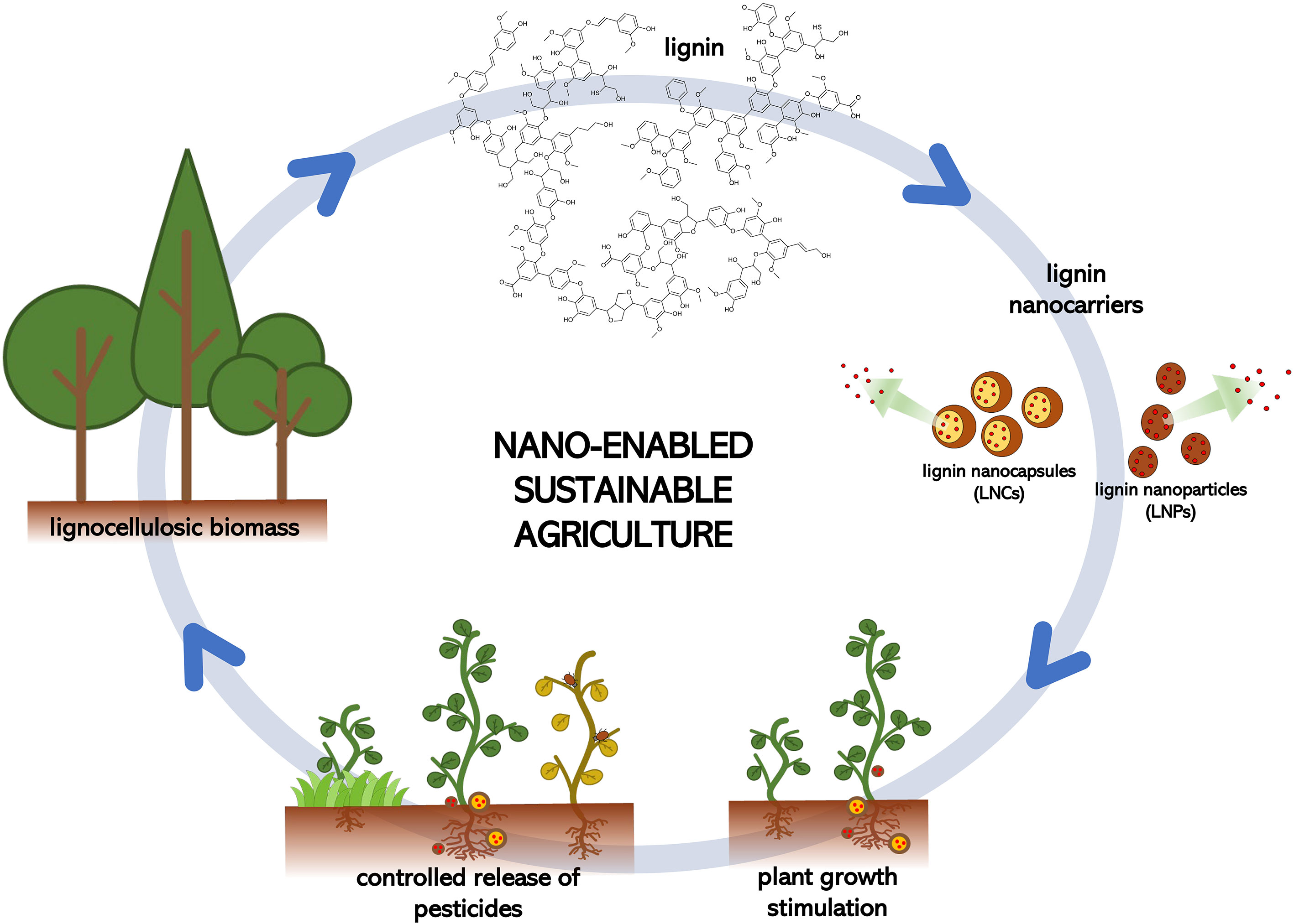 Frontiers Lignin based Nano enabled Agriculture A Mini review