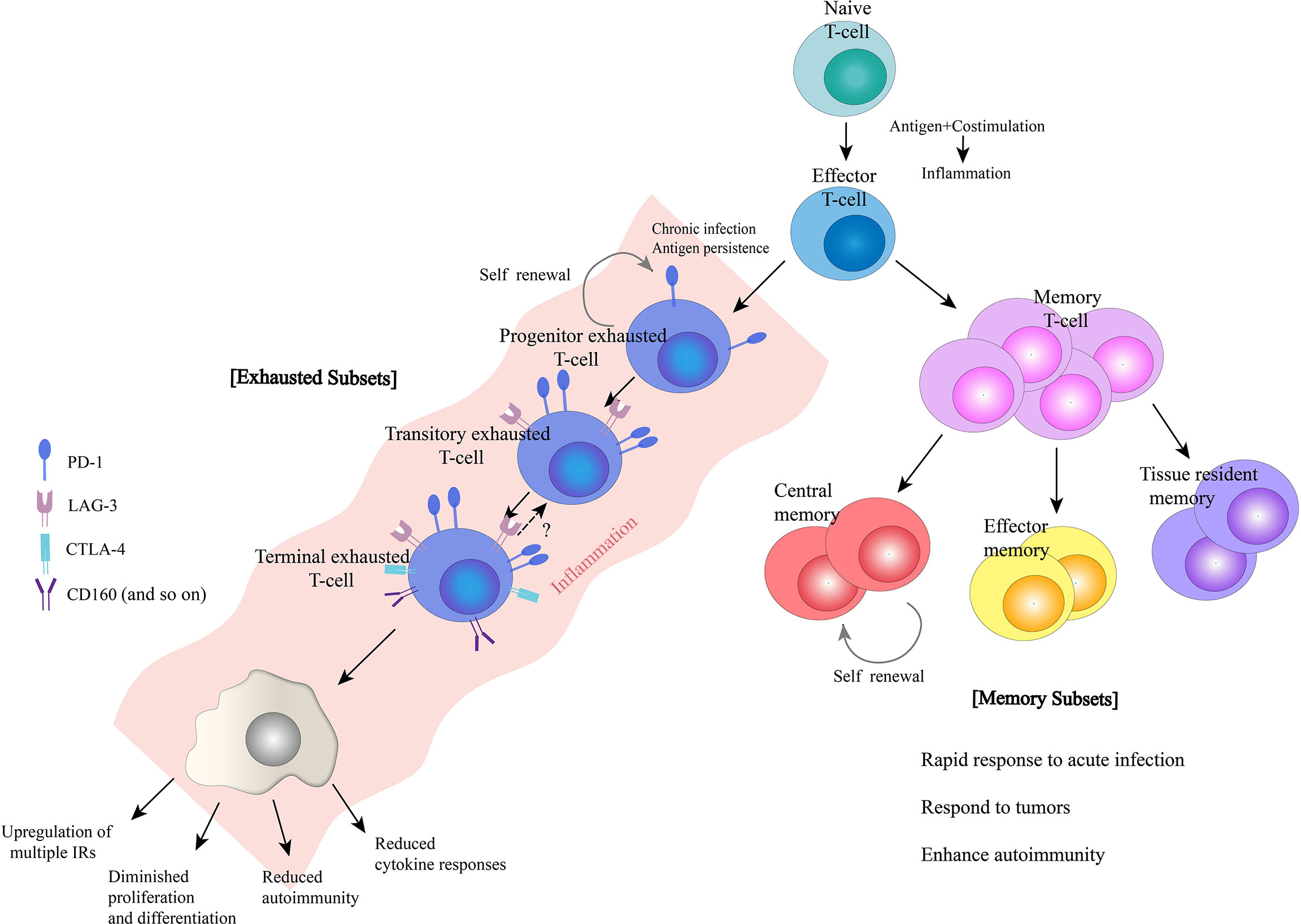 Frontiers T cell Exhaustion In Immune mediated Inflammatory Diseases 