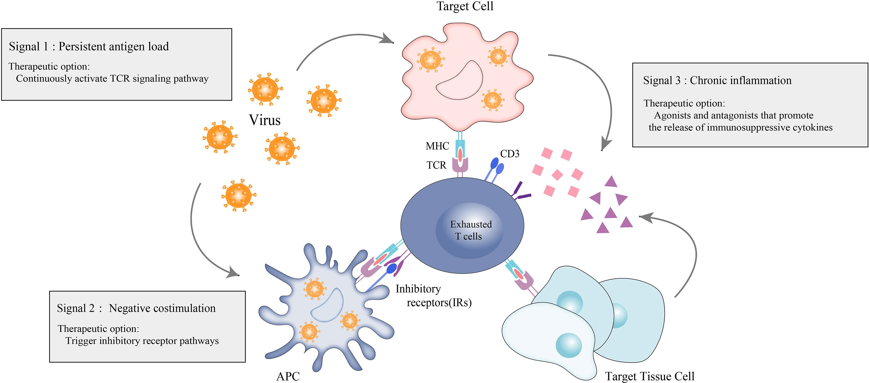 Frontiers T cell Exhaustion In Immune mediated Inflammatory Diseases 