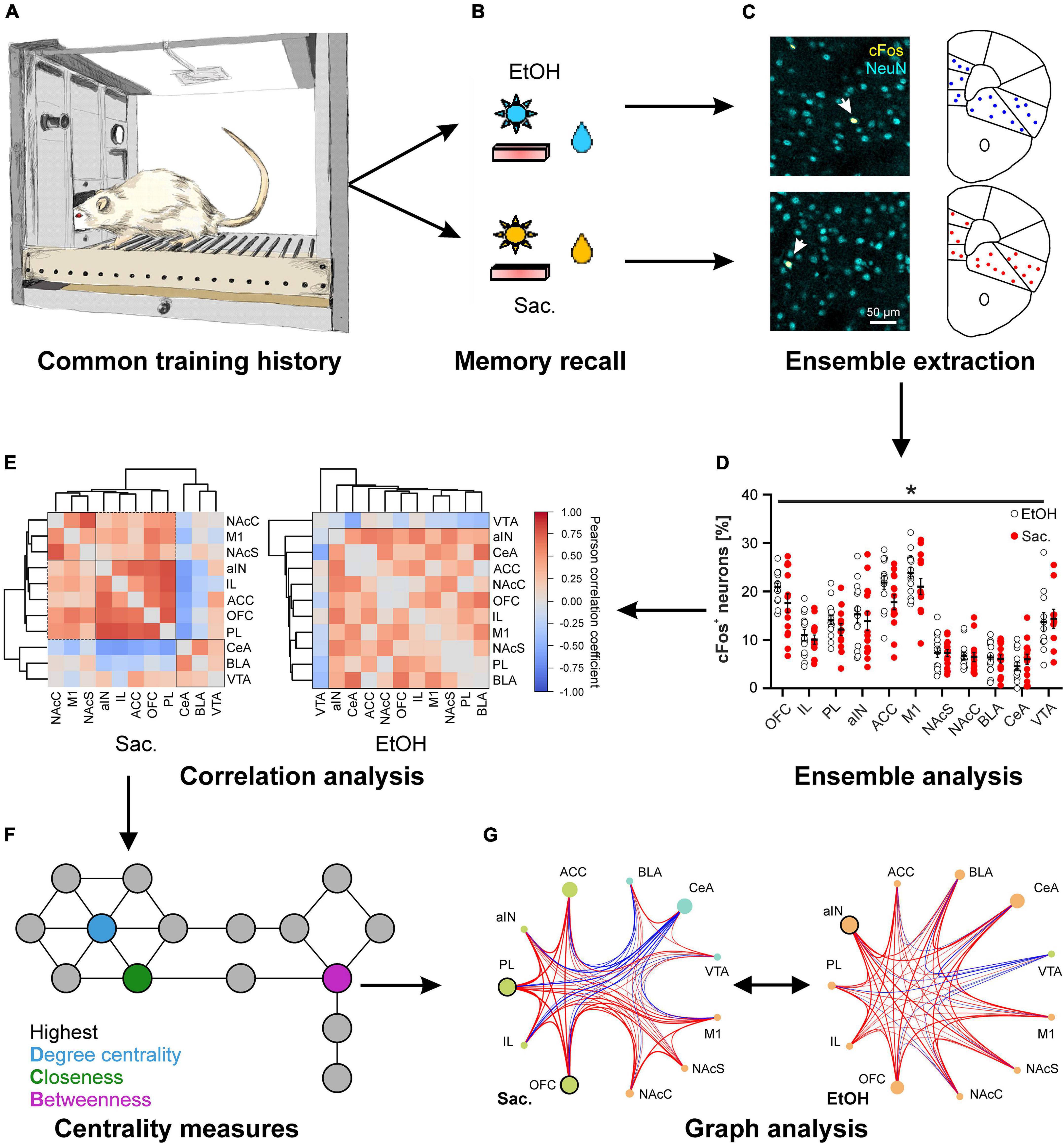 NEI-WAI Enchanting and Bewildering Neurons Blanket - Neuroscience