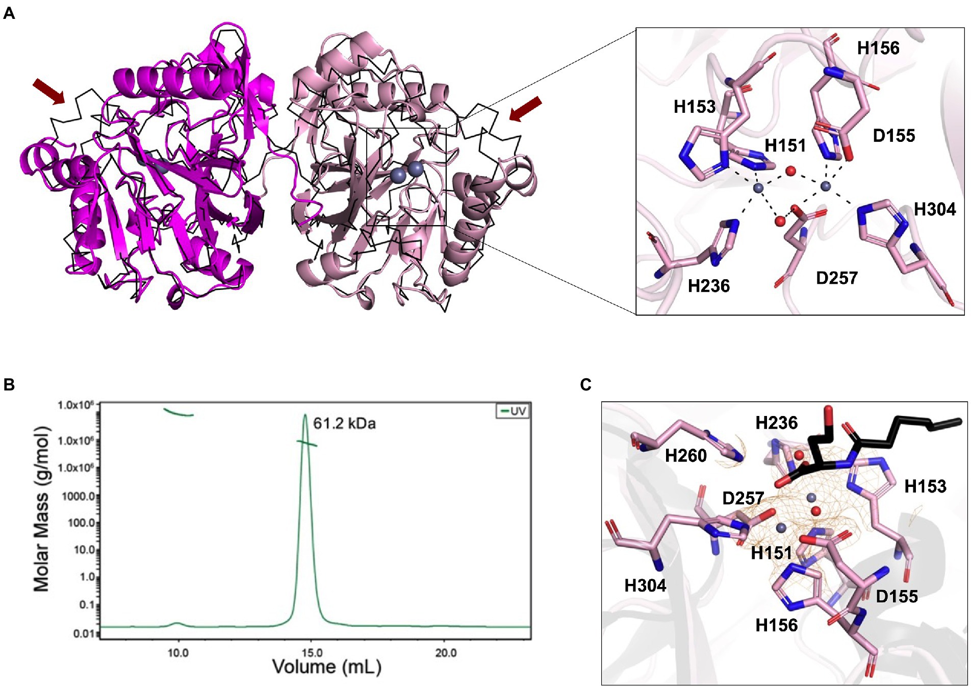 PDF) Structural and Biochemical Characterization of AaL, a Quorum Quenching  Lactonase with Unusual Kinetic Properties