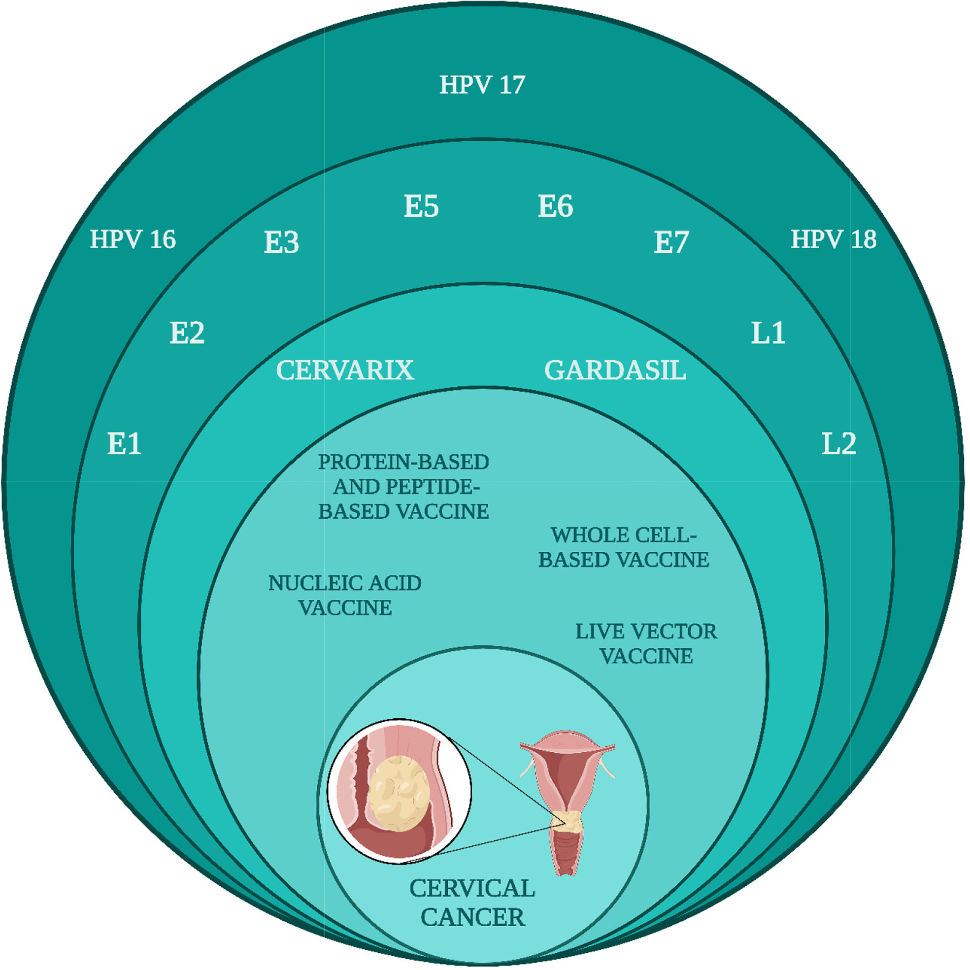 Frontiers Governing Hpv Related Carcinoma Using Vaccines Bottlenecks