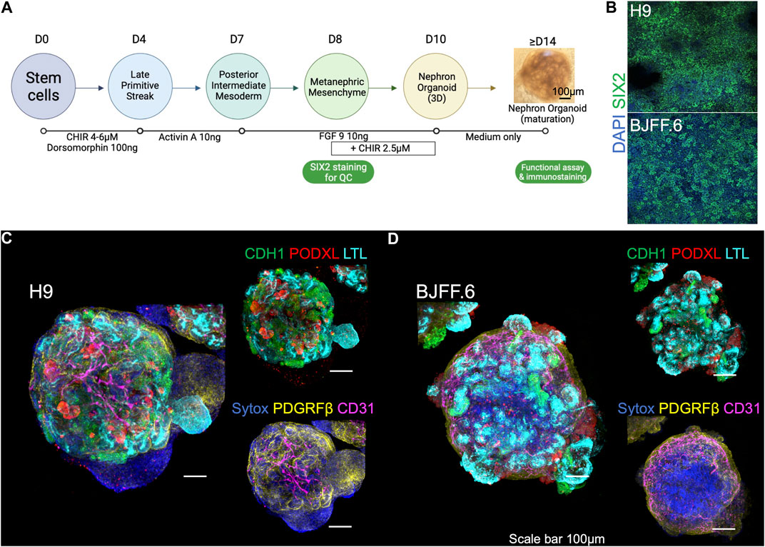 Frontiers  Live functional assays reveal longitudinal maturation of  transepithelial transport in kidney organoids