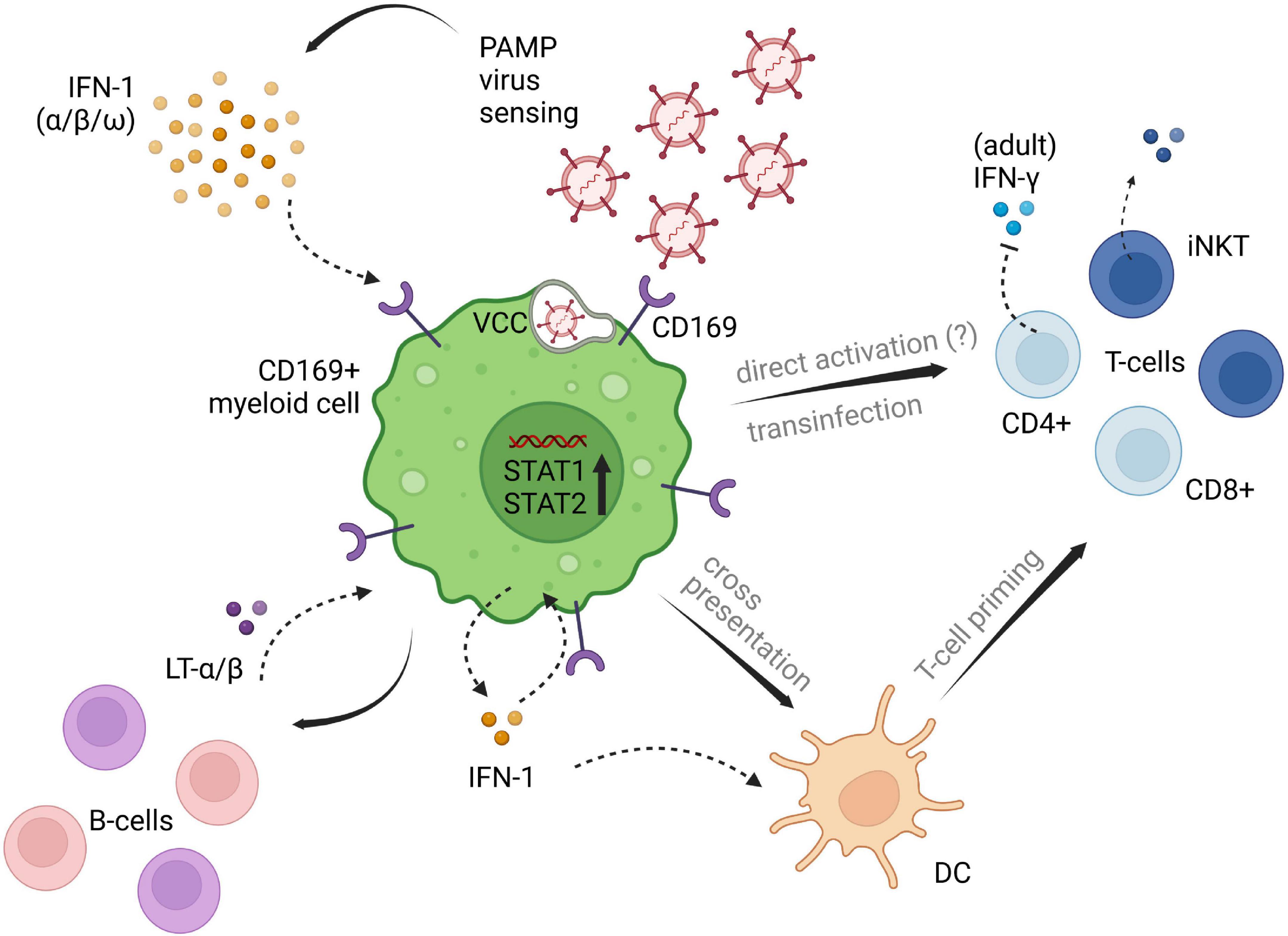 Frontiers | Myeloid CD169/Siglec1: An immunoregulatory biomarker in ...
