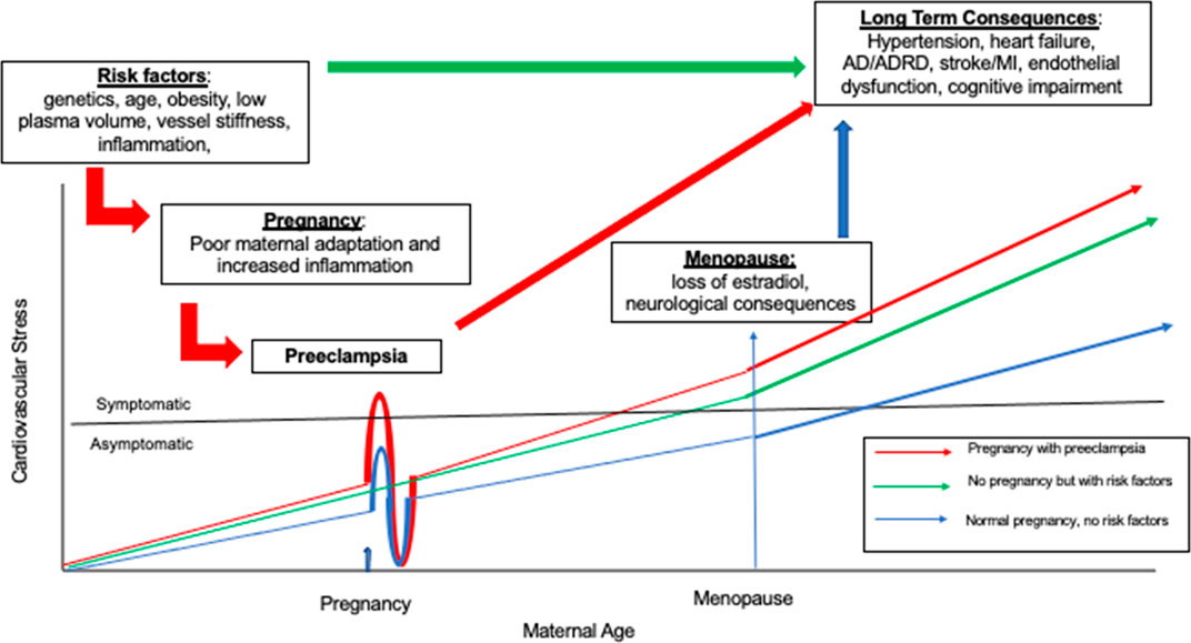 Frontiers Preeclampsia And Its Relationship To Pathological Brain Aging