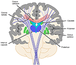 Frontiers | A review on functional and structural brain connectivity in ...