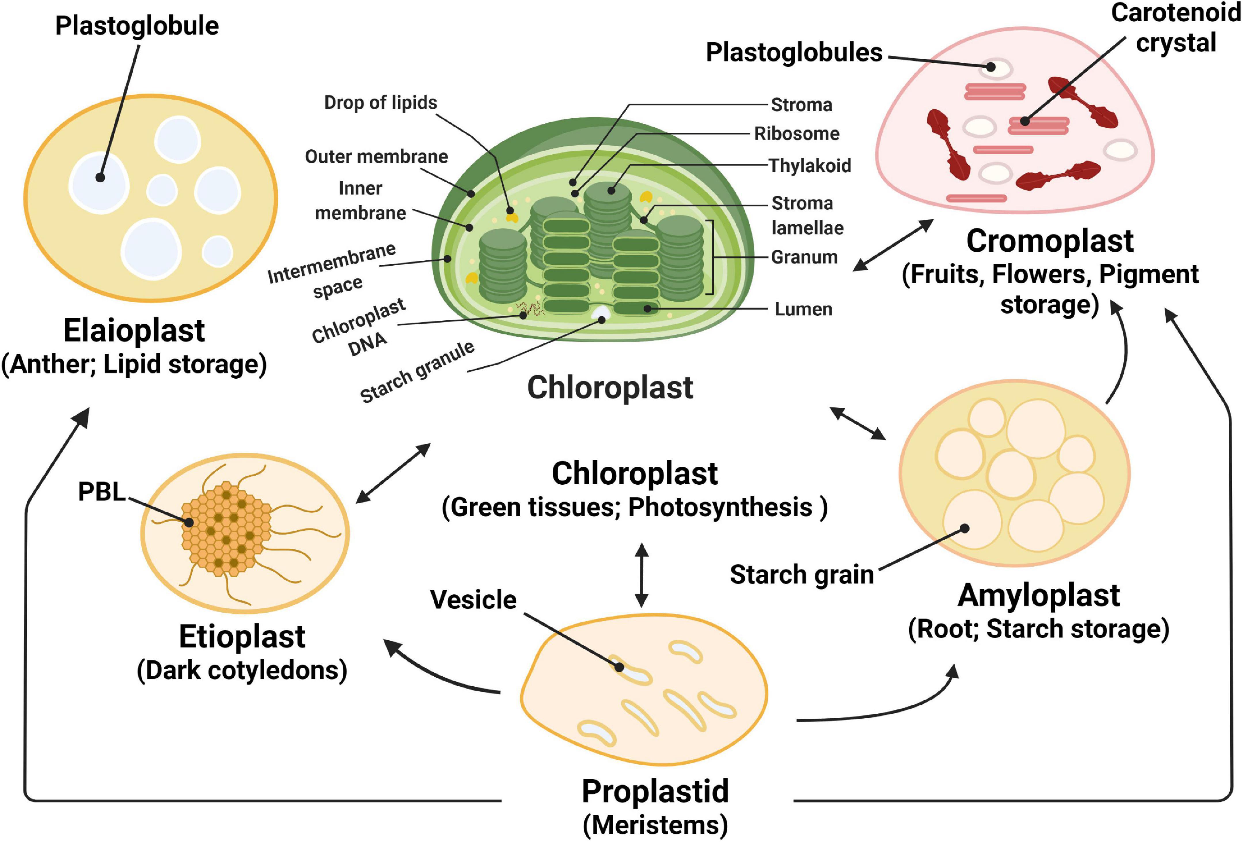 Diagrams to show arrangement of chloroplasts within cell, shown in
