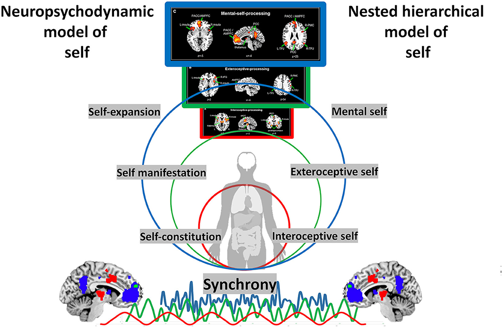 Frontiers  The nested hierarchy of self and its trauma: In search