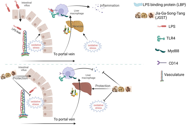 Inhibition of TNF-induction by tBHQ and HQ. Macrophage cells were grown