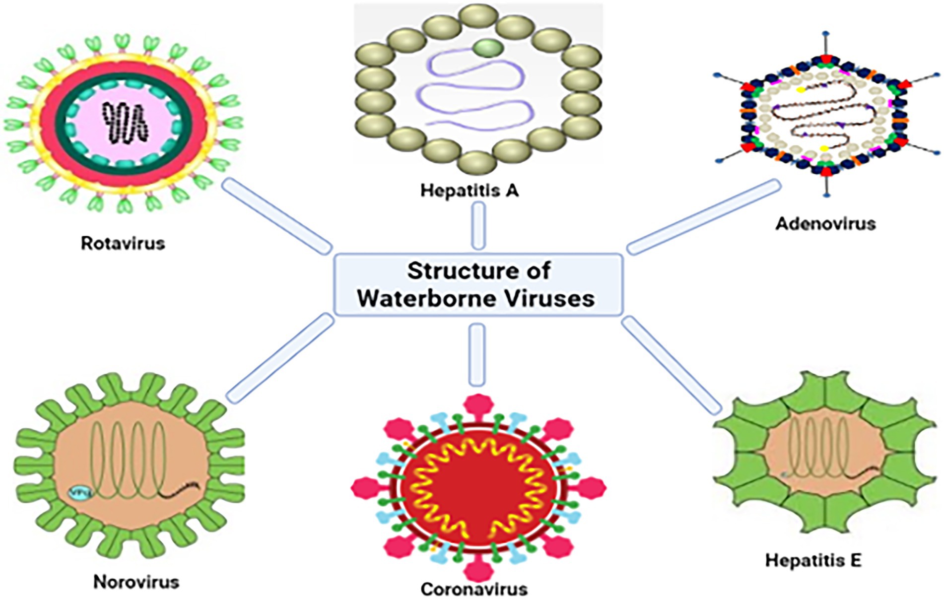 norovirus structure diagram