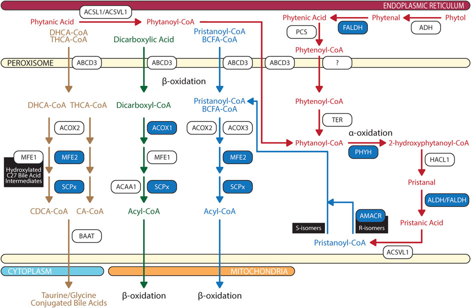 Frontiers | Dysfunctional peroxisomal lipid metabolisms and their ...