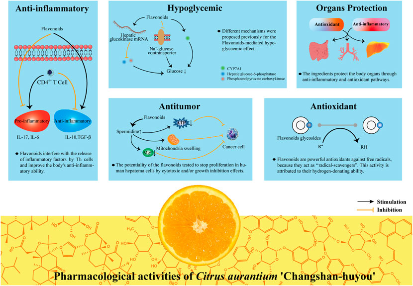Citrus aurantium for antioxidant benefits