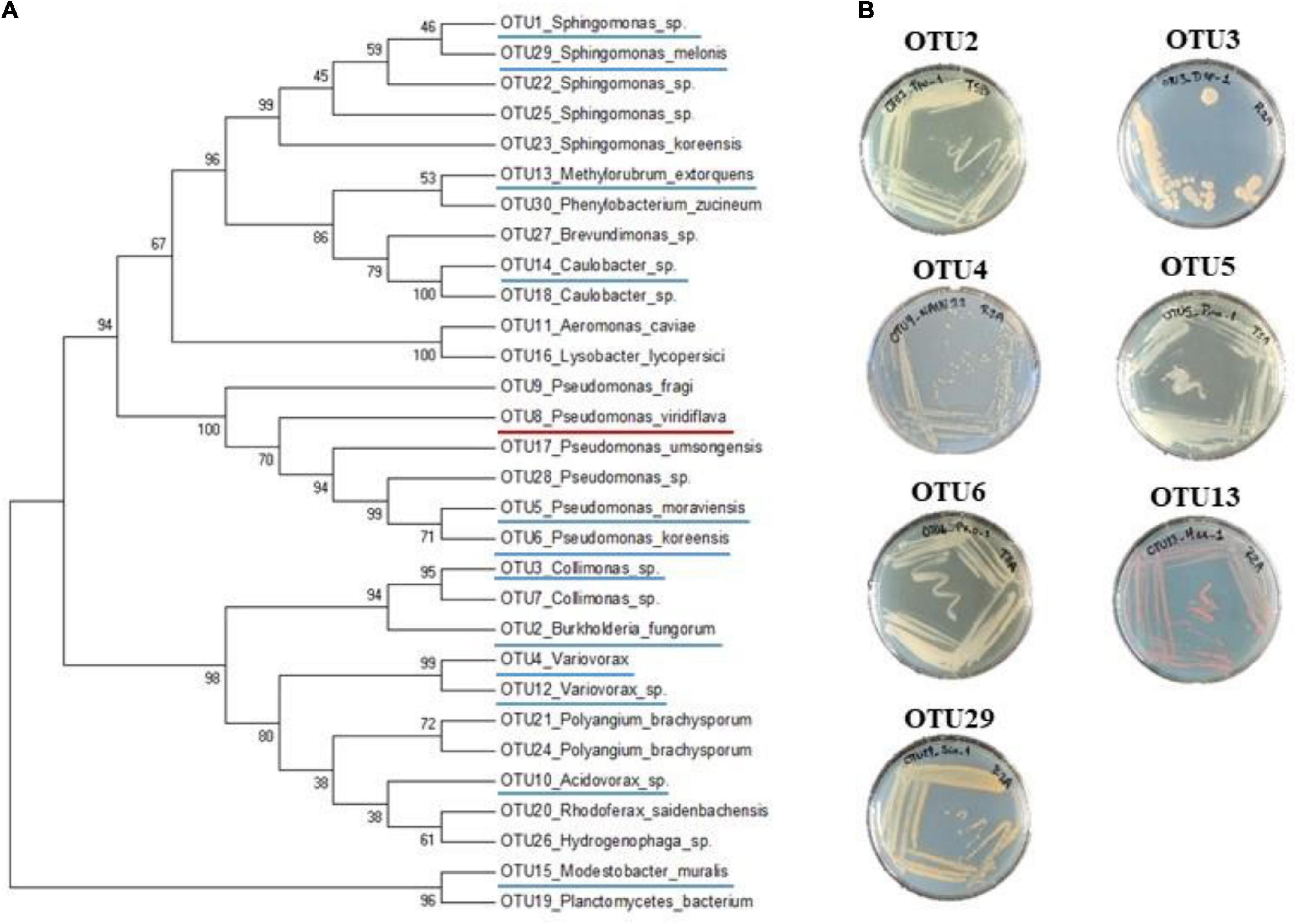 Frontiers | Investigating Genetic Diversity Within The Most Abundant ...