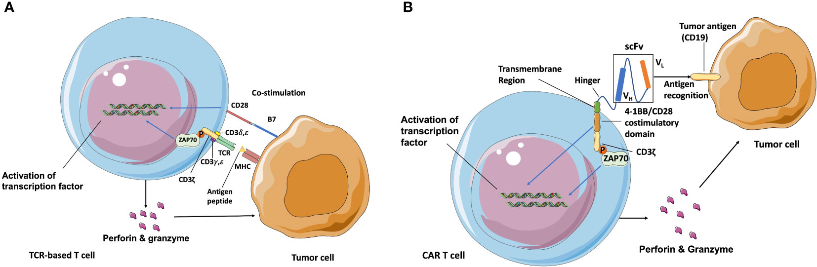 Novel engineered chimeric engulfment receptors trigger T cell effector  functions against SIV-infected CD4+ T cells: Molecular Therapy - Methods &  Clinical Development