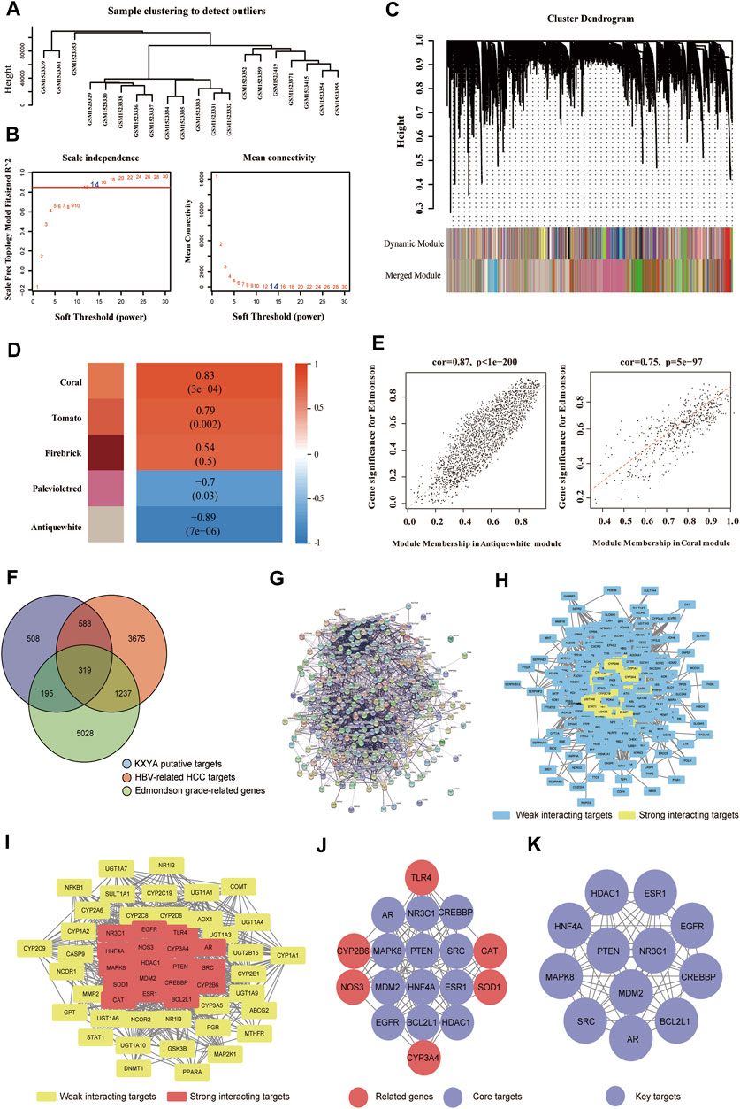 Frontiers | Network pharmacology and in vitro experiments-based ...