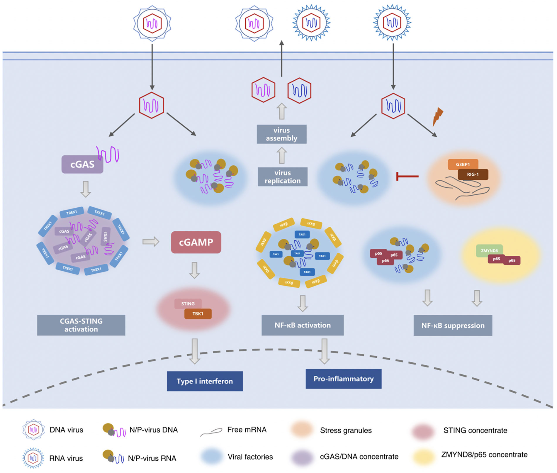 Frontiers  Molecular mechanisms and cellular functions of liquid-liquid  phase separation during antiviral immune responses