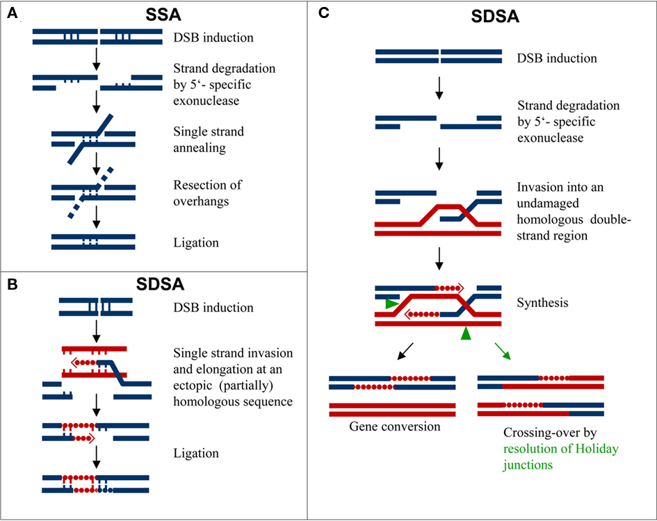 Frontiers No Evidence For Break Induced Replication In A Higher Plant But Break Induced Conversion May Occur Plant Science